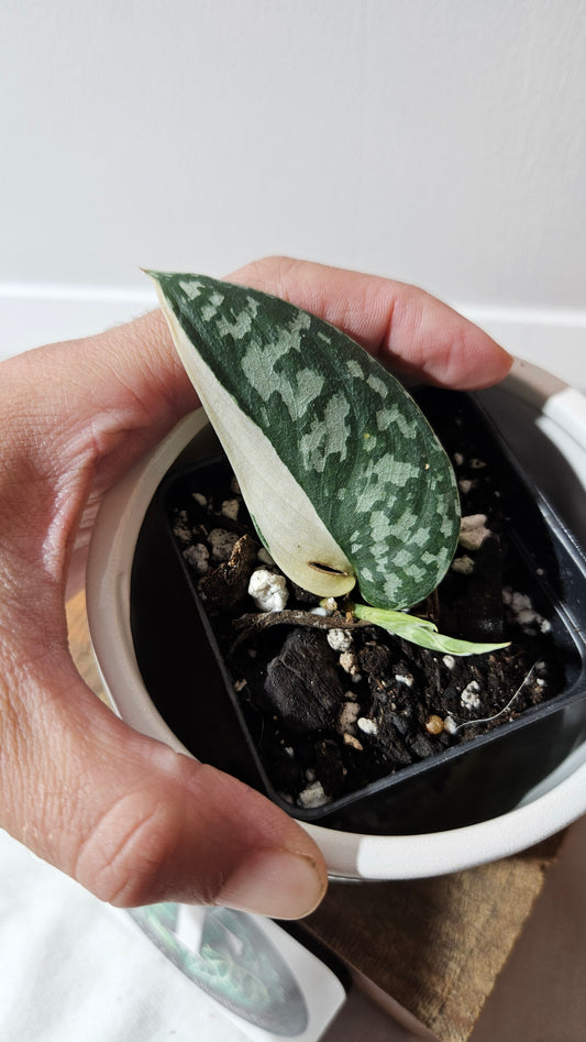 Scindapsus Mayari (SCI-1299)