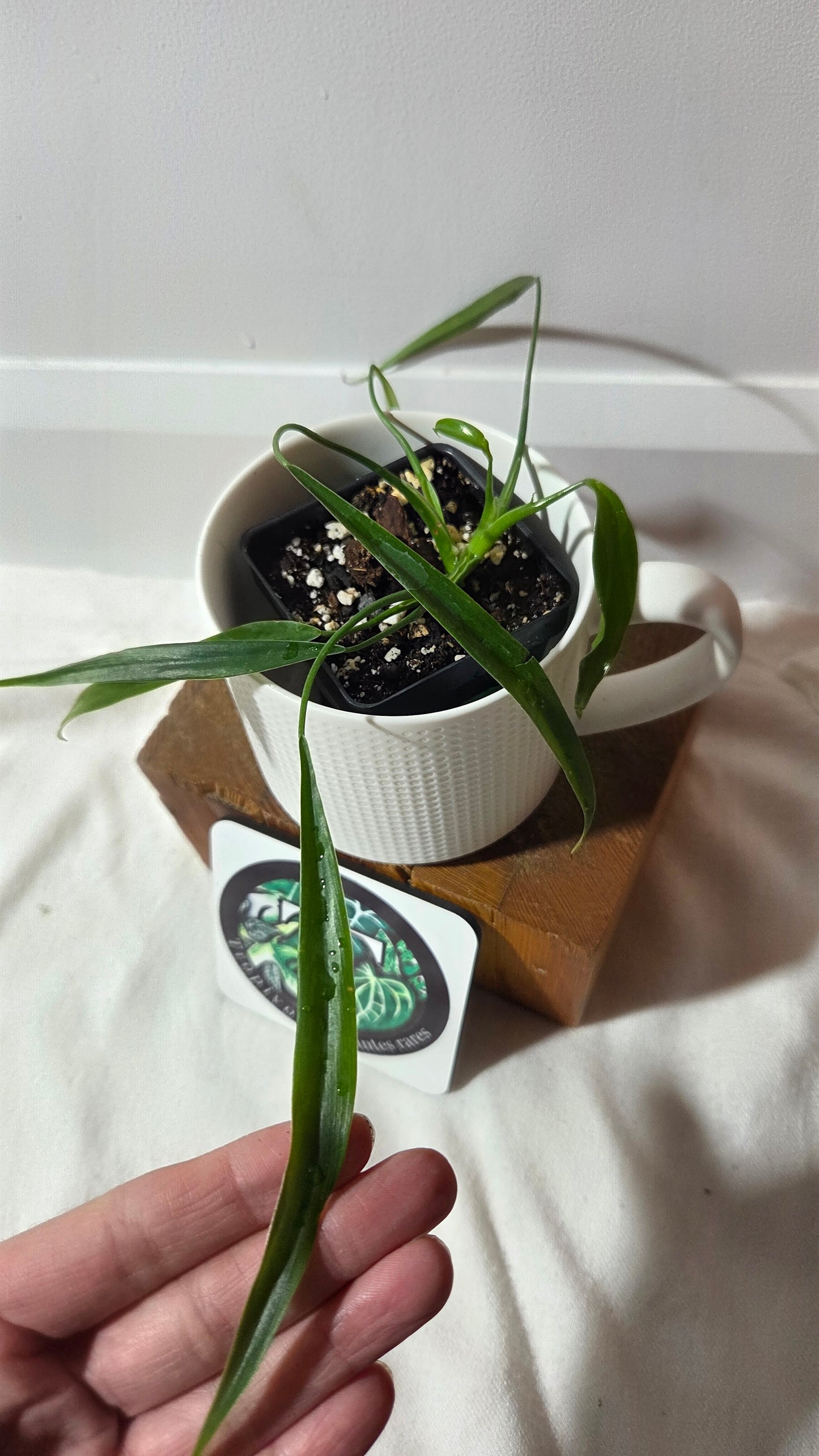 Philodendron Holtonianum Super Narrow (PHI-1018)