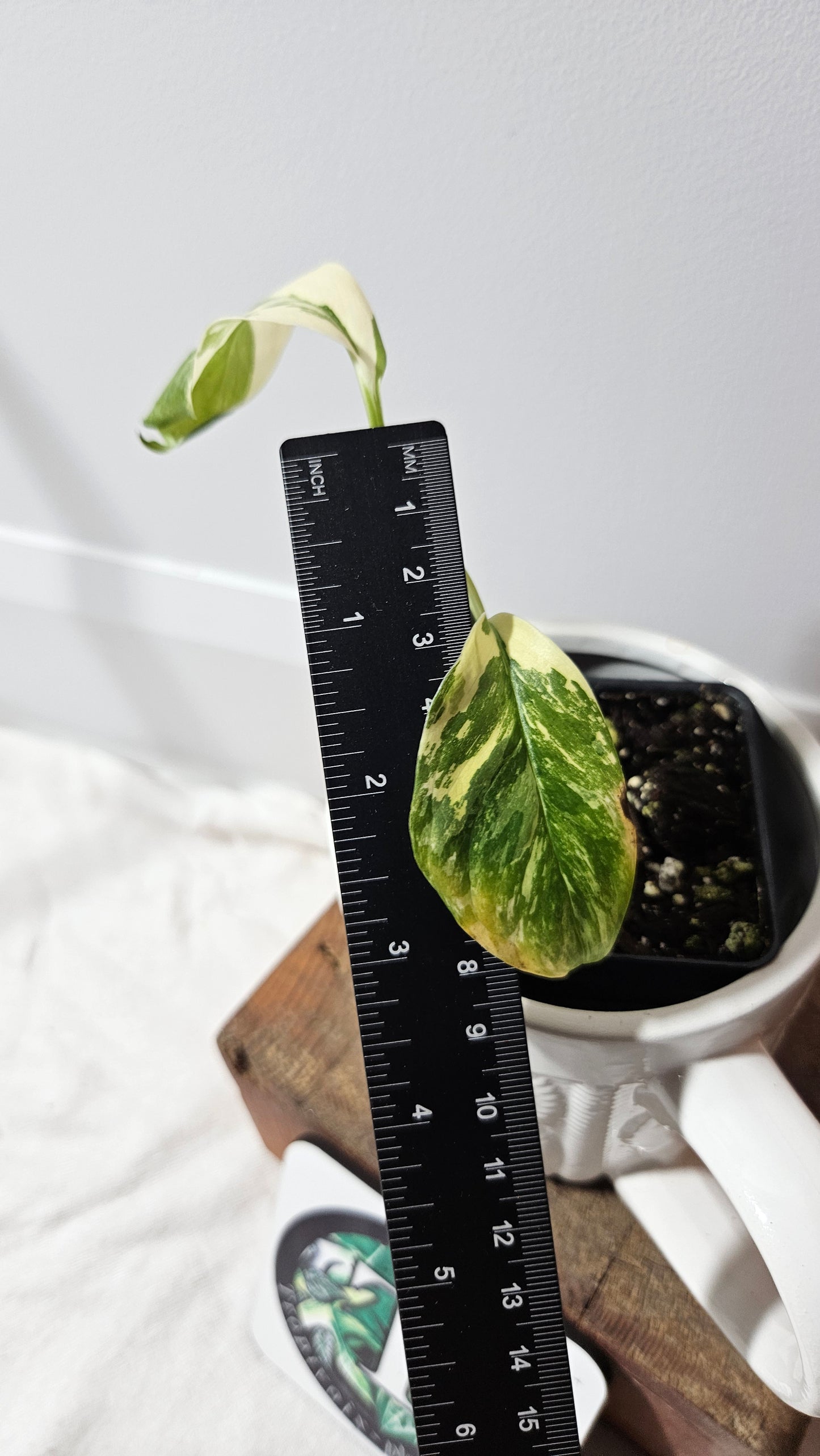 Monstera Lechleriana Albo (MON-195)