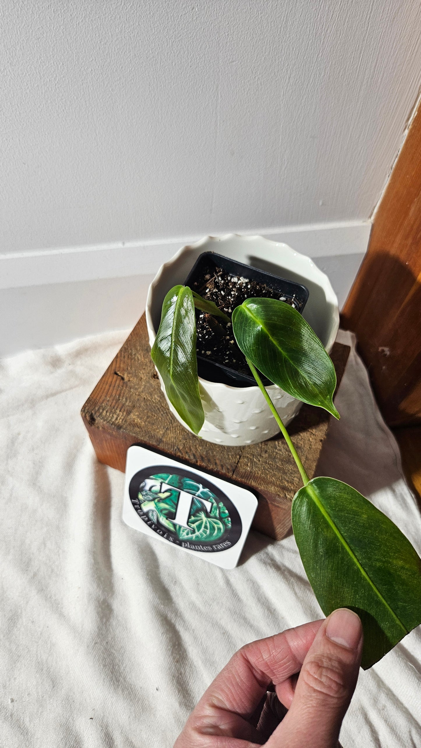 Philodendron Patriciae Black (PHI-763)