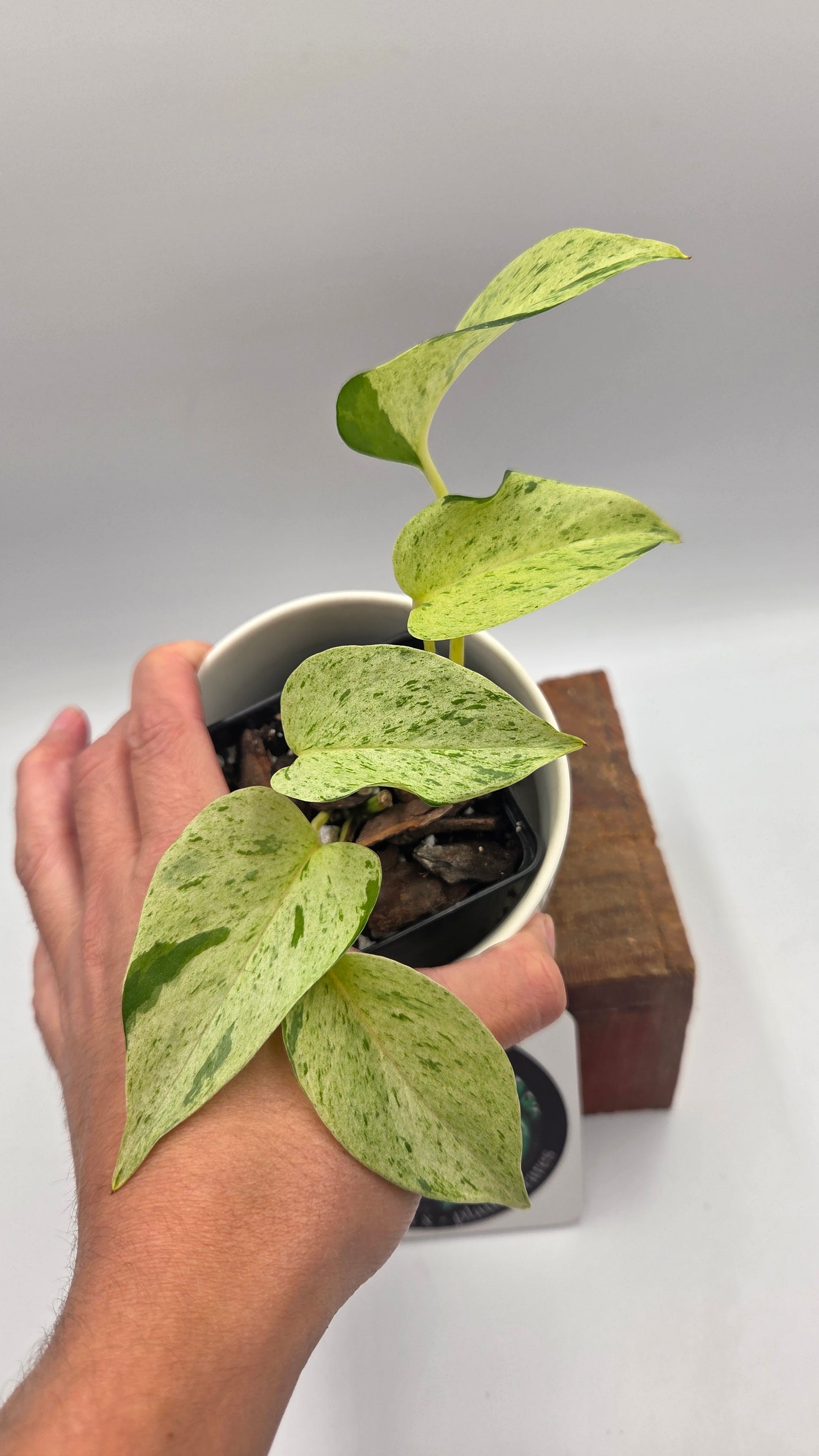 Epipremnum Aureum Marble Queen "version Snow Queen" (EPI-251)