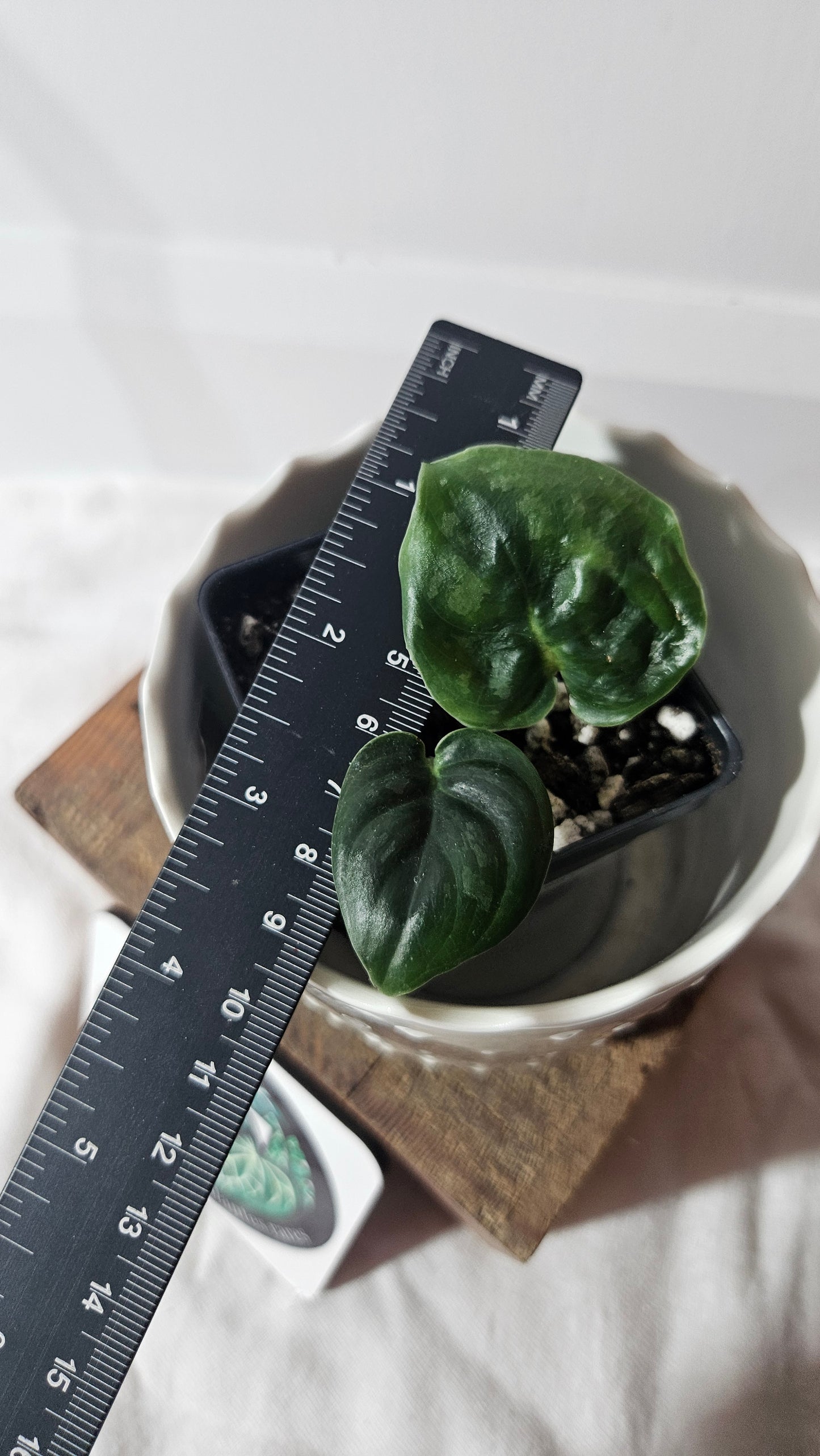 Scindapsus Dark Cloud (SCI-969)