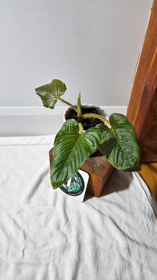Philodendron Serpens (PHI-810)