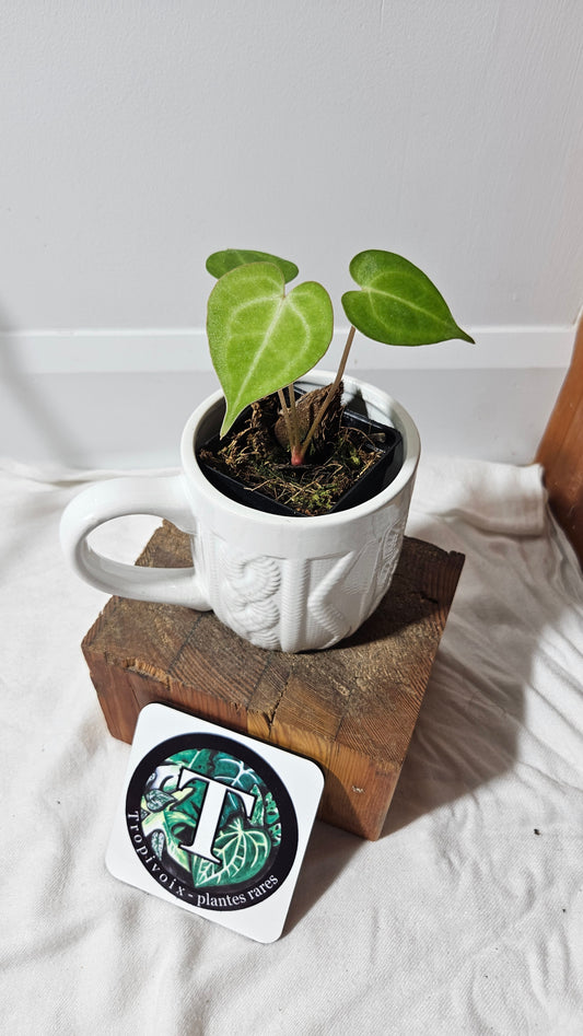 Anthurium  Clarinervium Tarentula "format SEEDLING" (ANT-179)