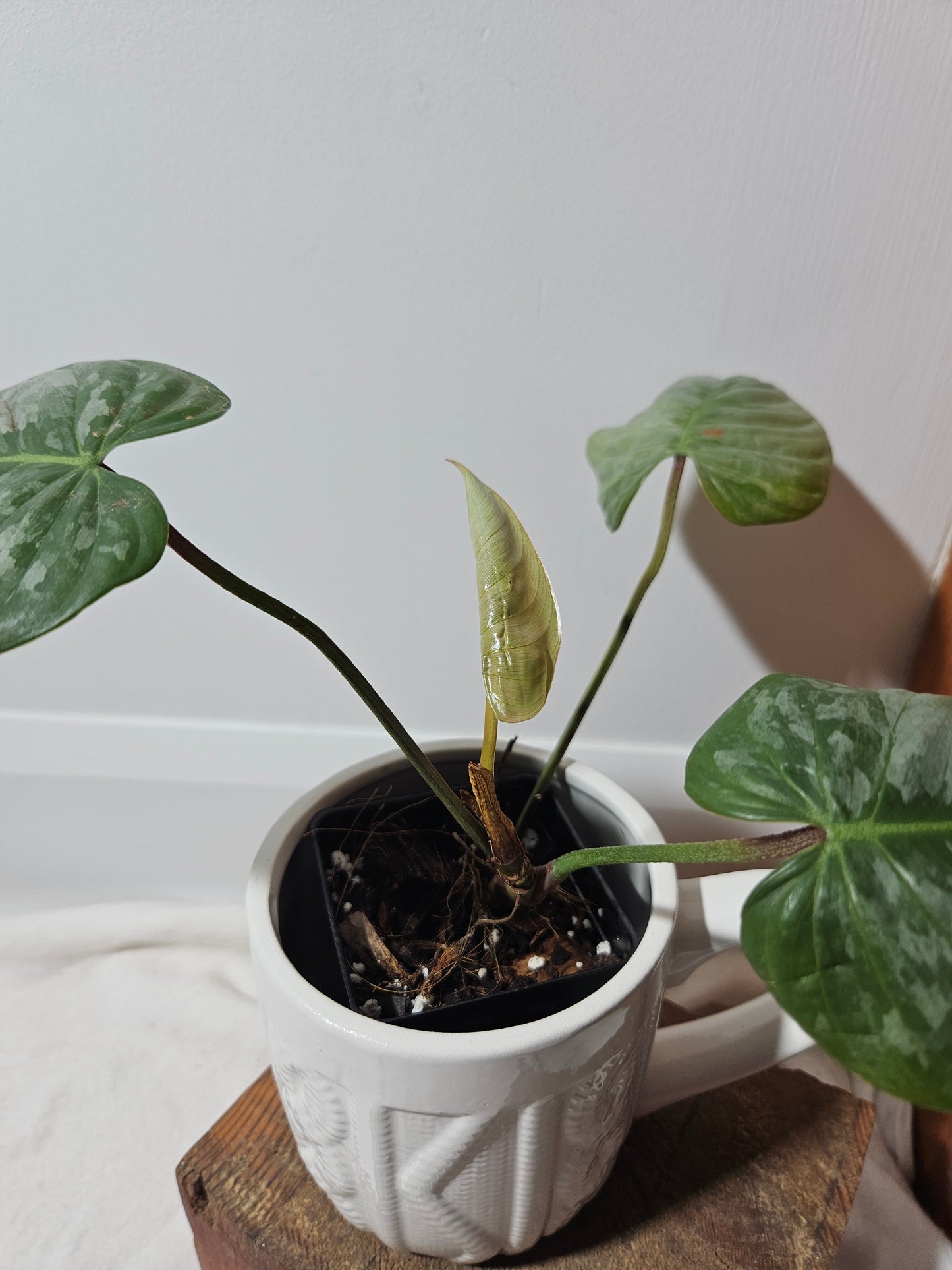 Philodendron Sodiroi (PHI-443)