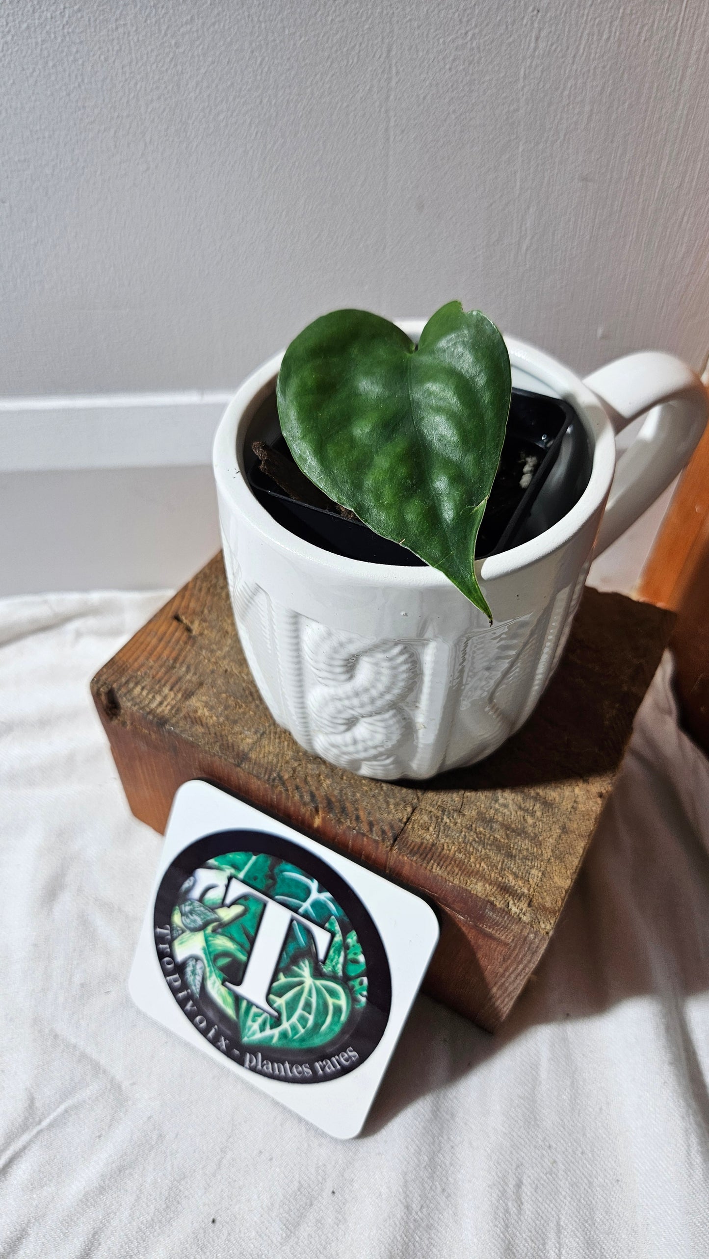 Scindapsus Lucens (SCI-1177)