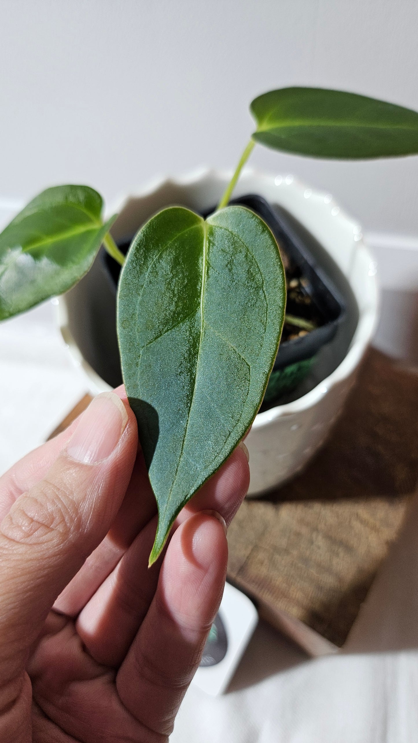 Anthurium Silver Blush X Subsignatum "format PETIT" (ANT-549)