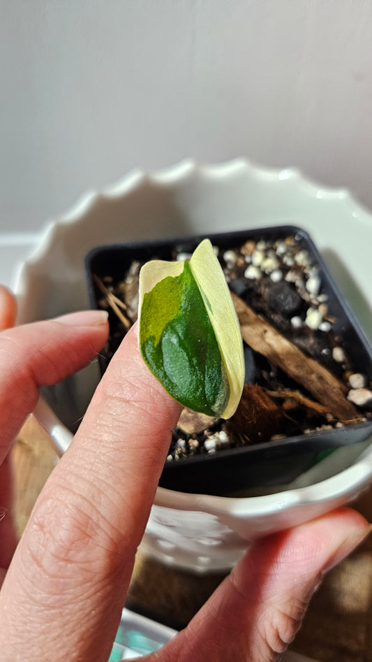 Monstera Andasonii Tricolore (MON-452)