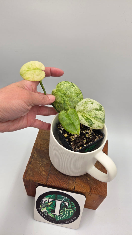 Scindapsus Black Dragon Variegata (SCI-857)