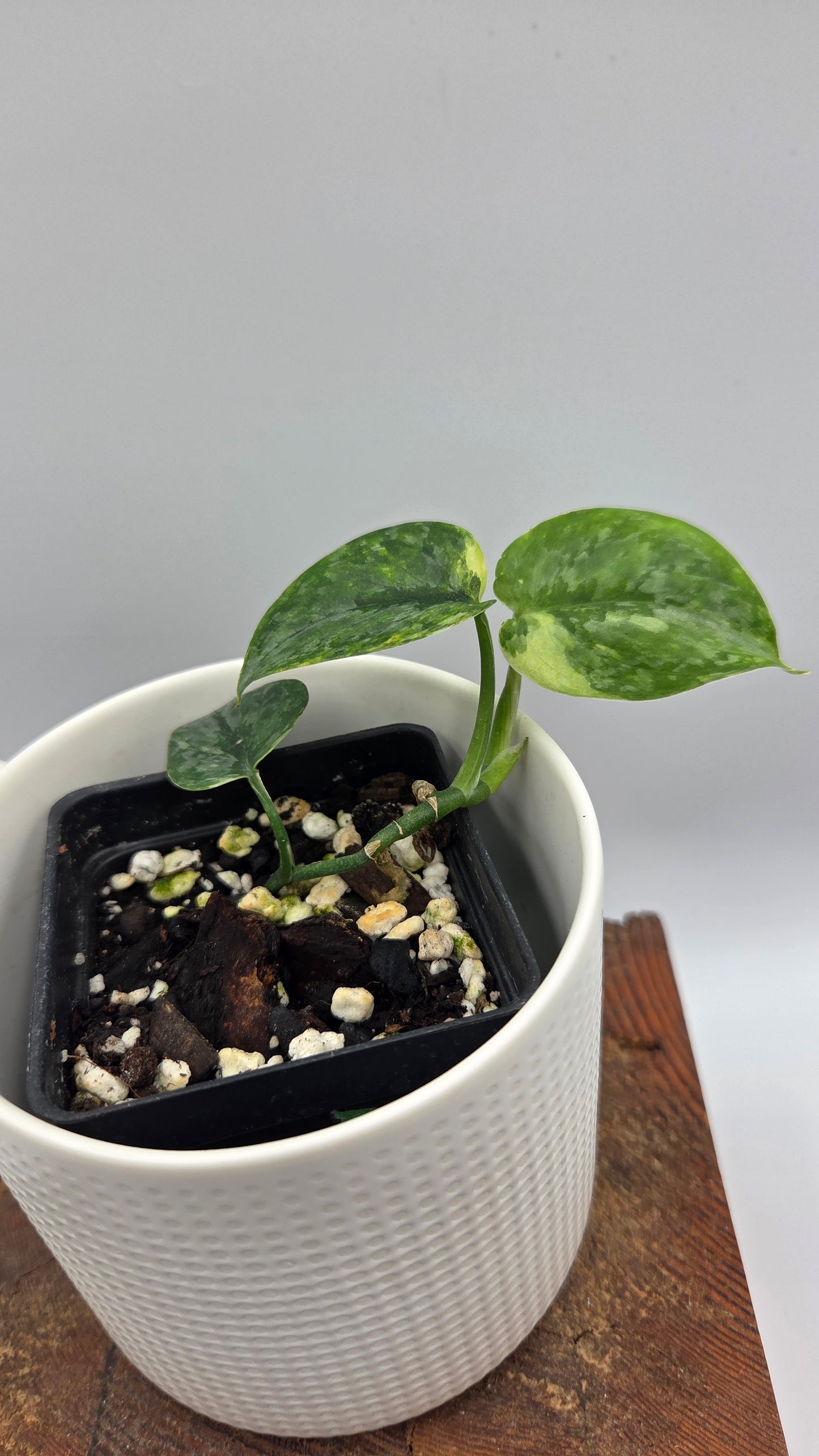 Scindapsus Tricolore Léopard Variegata(SCI-1461)