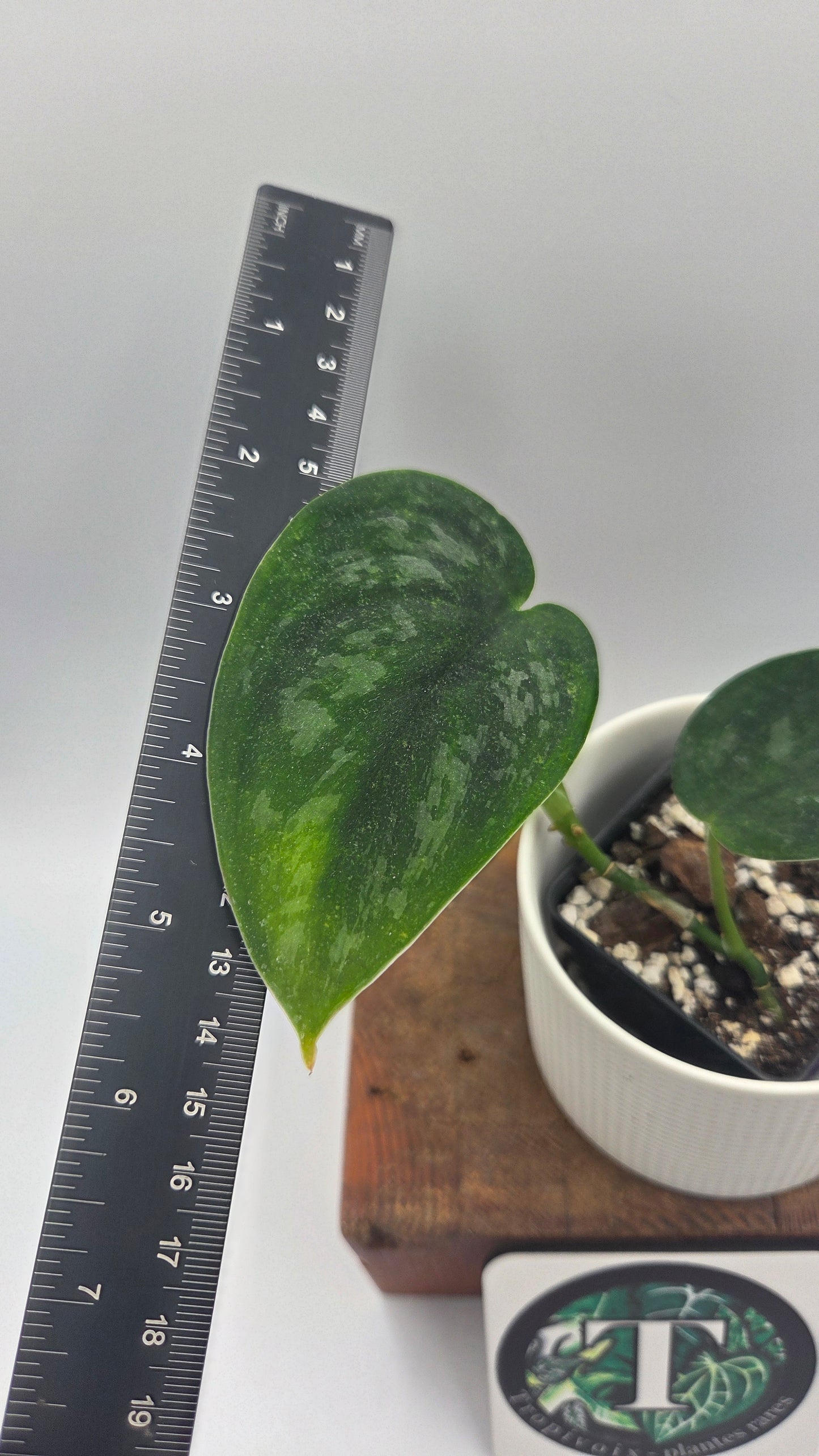 Scindapsus Green Emerald (SCI-1476)