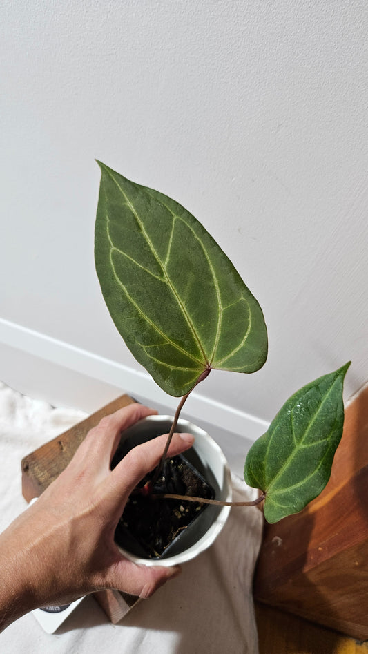 Anthurium Red Stem  "format MOYEN" (ANT-112)