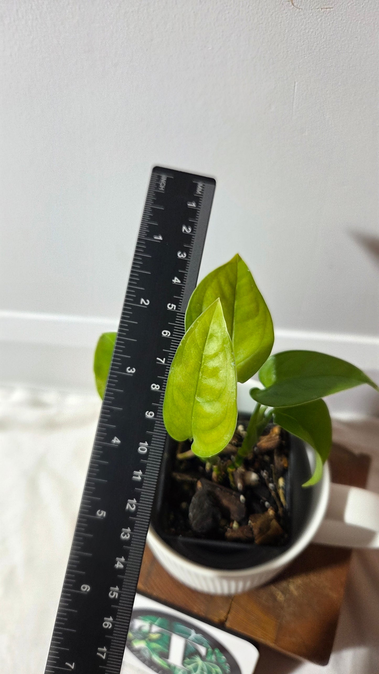 Monstera Obliqua Aff Limon (MON-311)