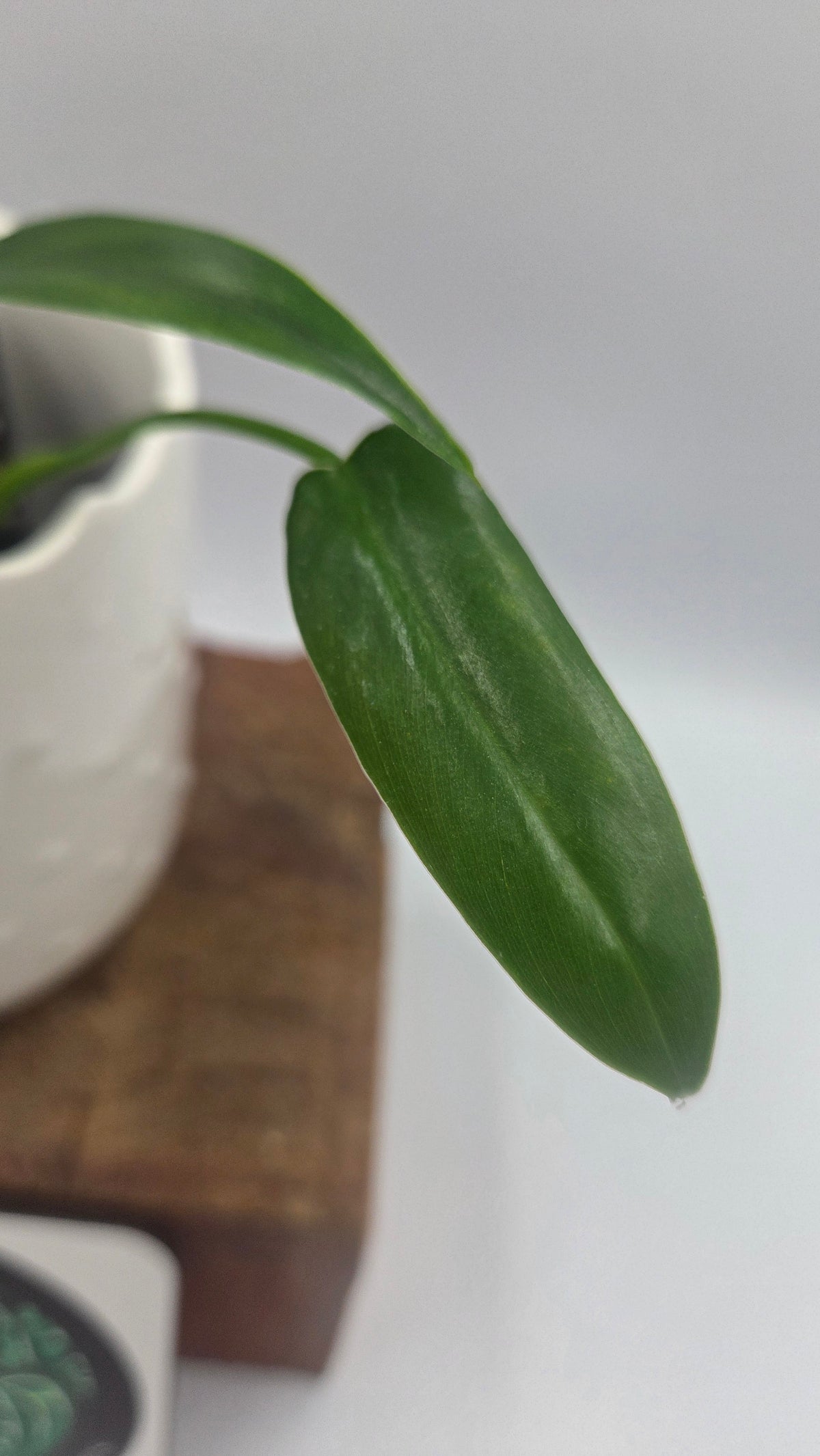 Philodendron Dayaneth Dreams/(Paloraense/Spiritus Santi) (PHI-1090)
