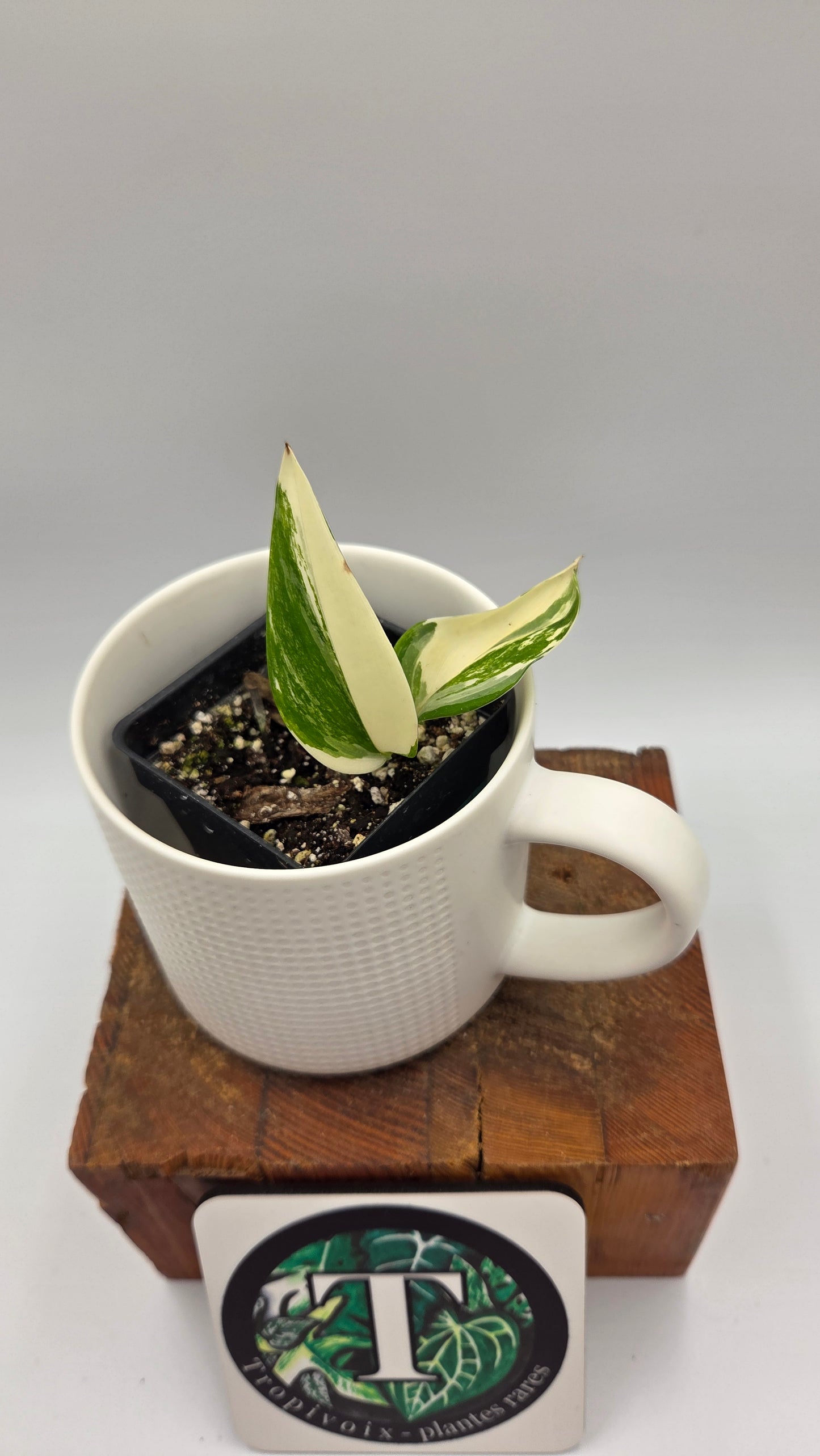 Scindapsus Moonlight Albo Narrow (SCI-907)