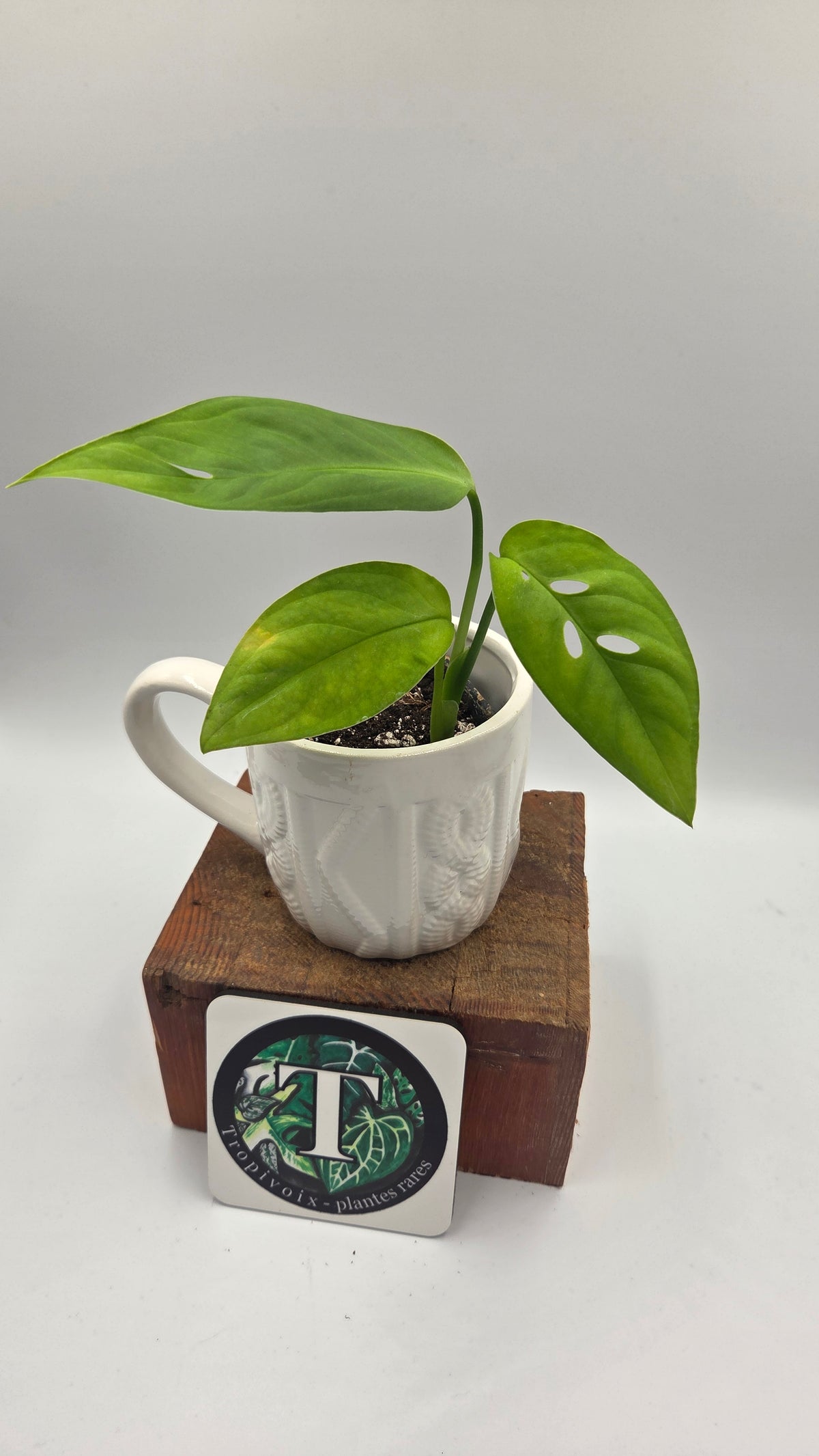 Monstera Esqueletto (MON-097)
