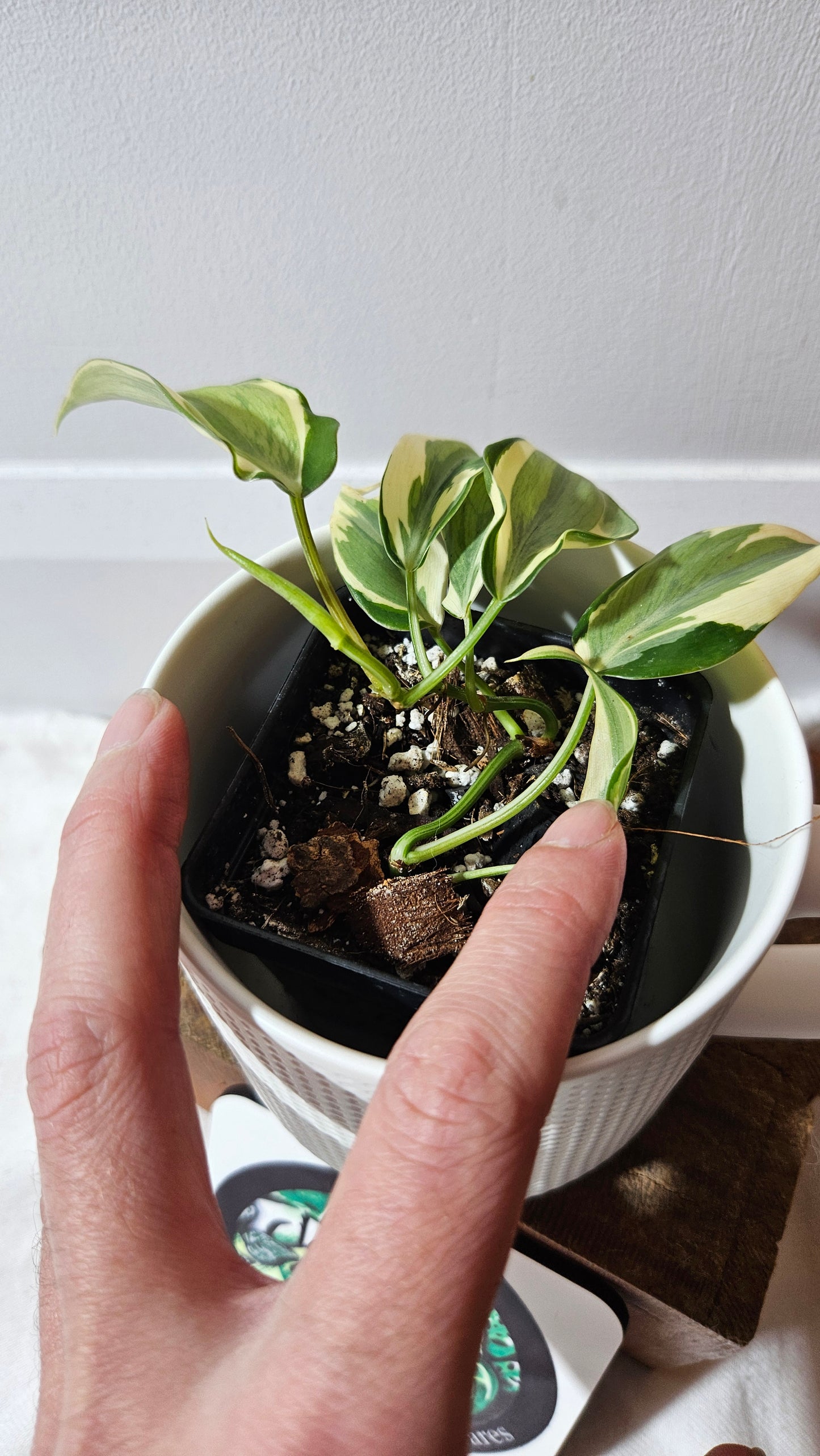 Philodendron Hederaceum Rio (PHI-951)