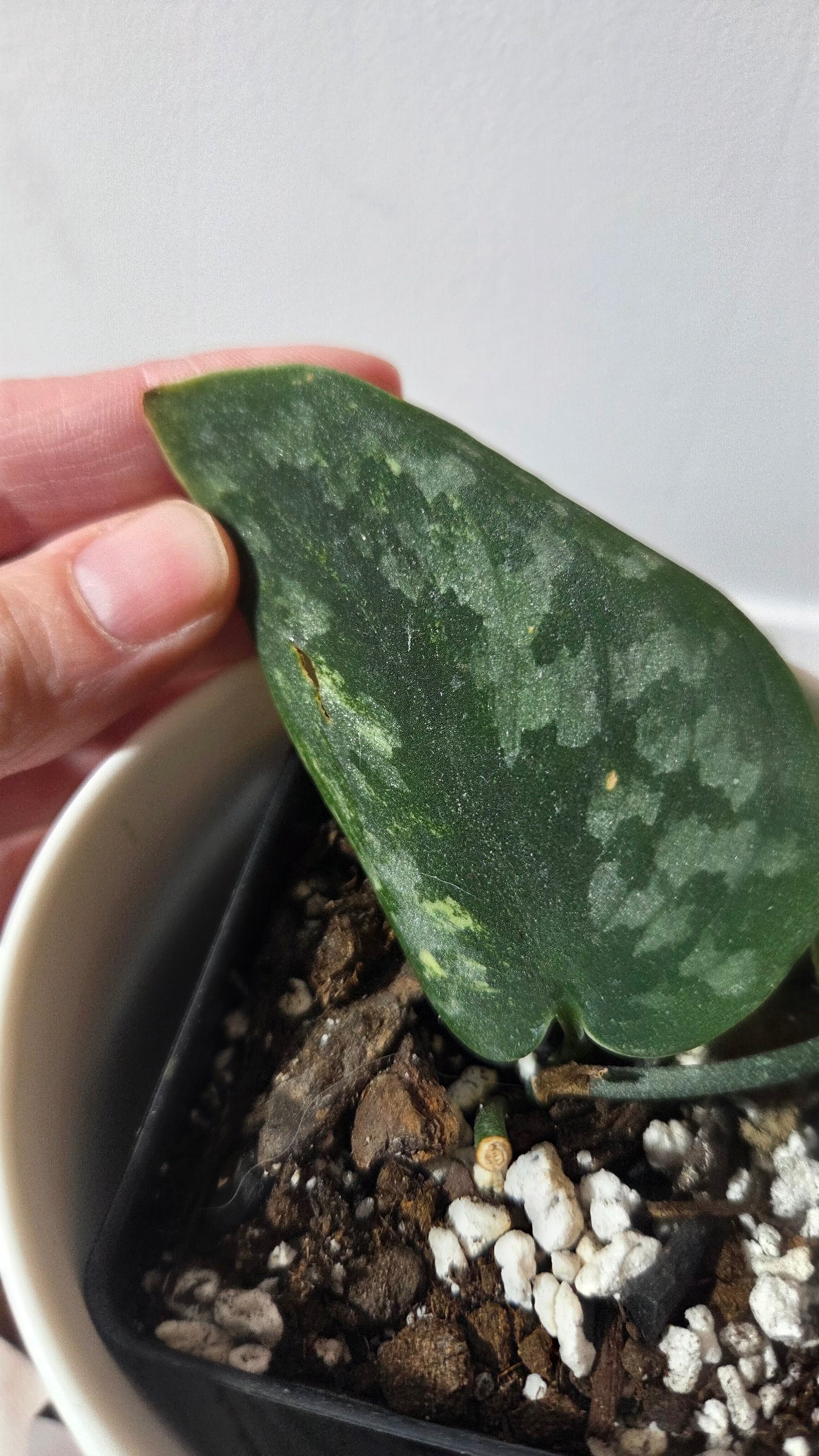 Scindapsus Green Diamond (SCI-1263)