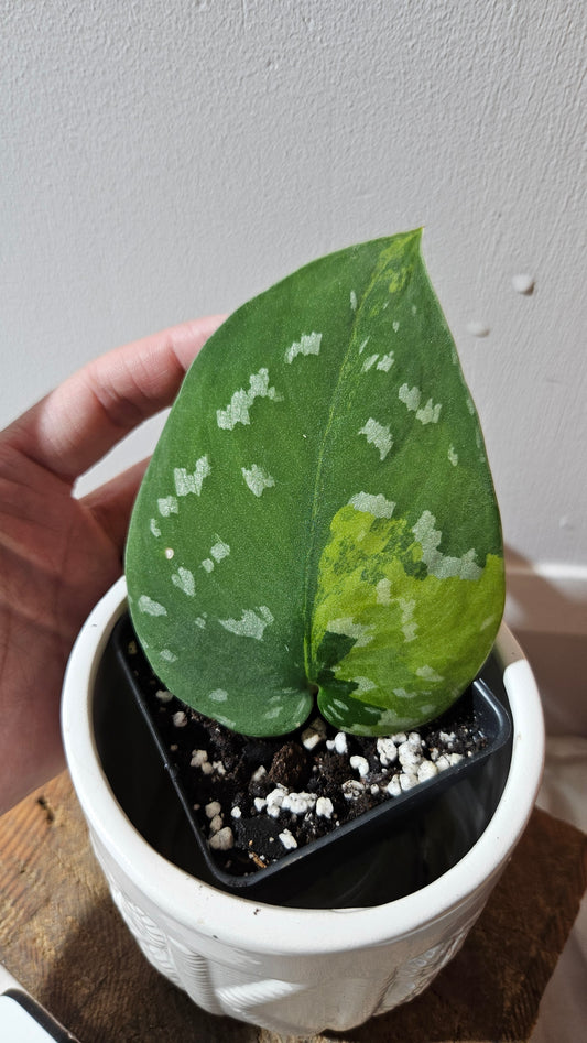 Scindapsus Sentarum (SCI-1145)
