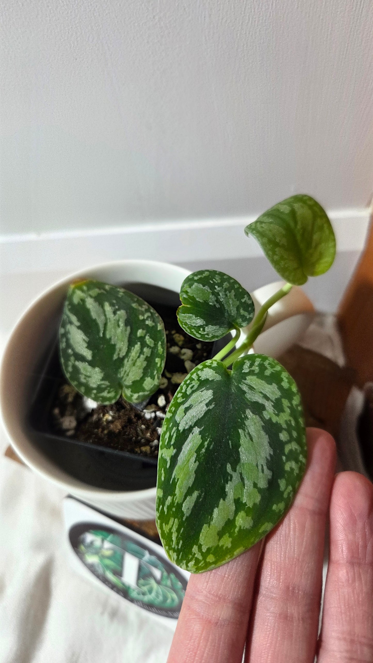 Scindapsus Tricolor Dark Form (SCI-1358)