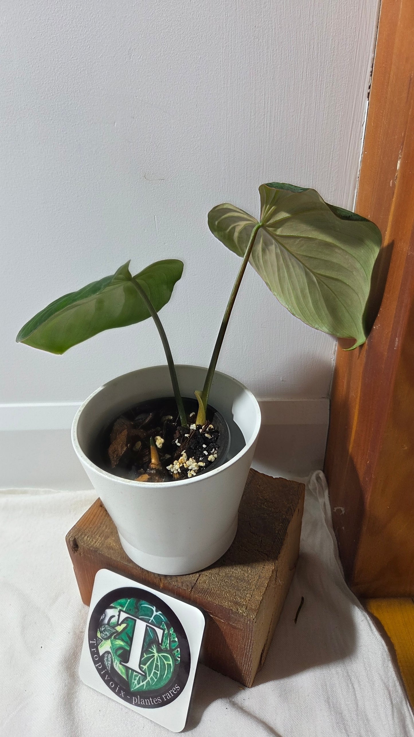 Philodendron Gloriosum x Plowmanii (PHI-991)