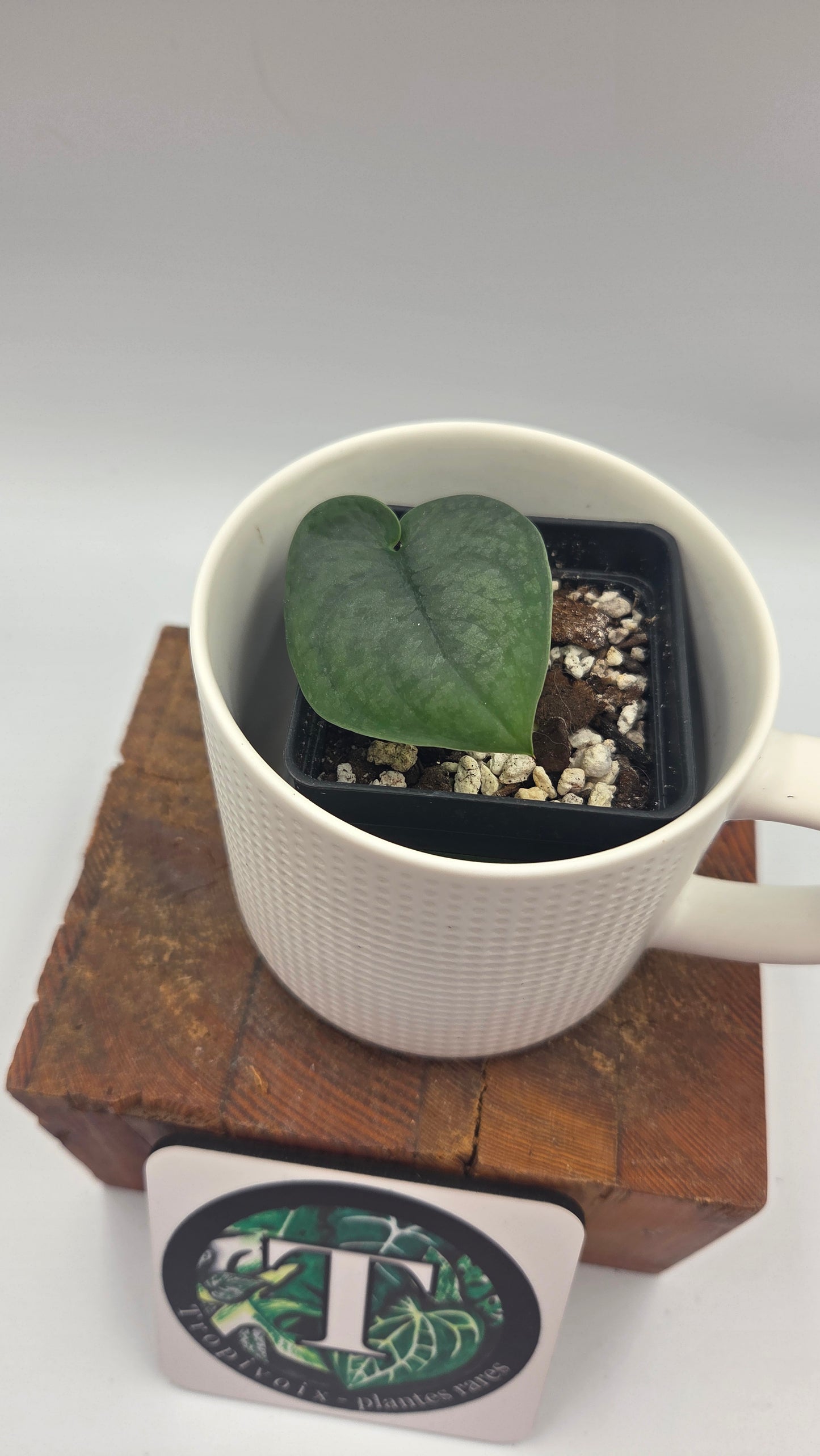 Scindapsus Dark Splash Bornéo (SCI-1499)