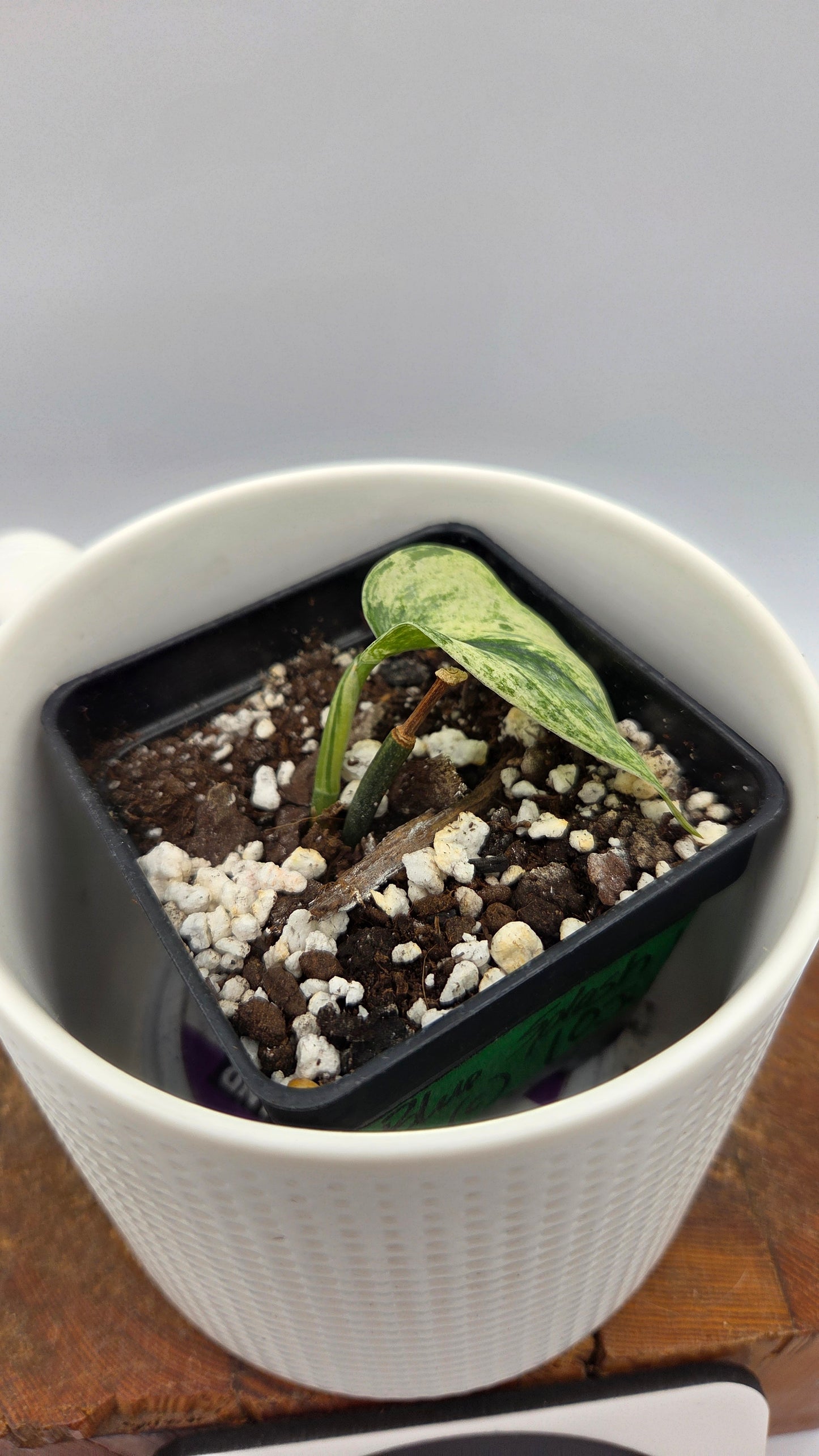Scindapsus Blue Splash Variegata (SCI-1235)