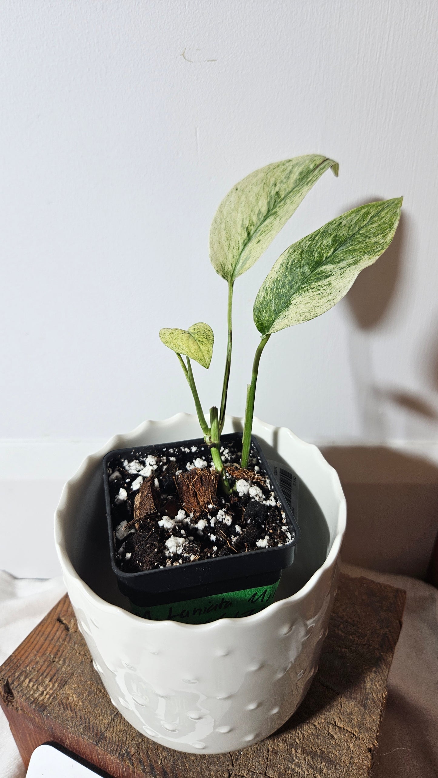 Monstera Laniata Mint (MON-340)