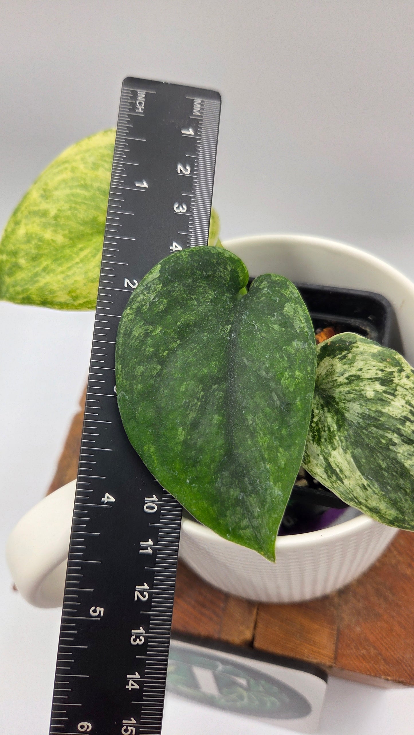 Scindapsus Silver Satin albo (SCI-1148)