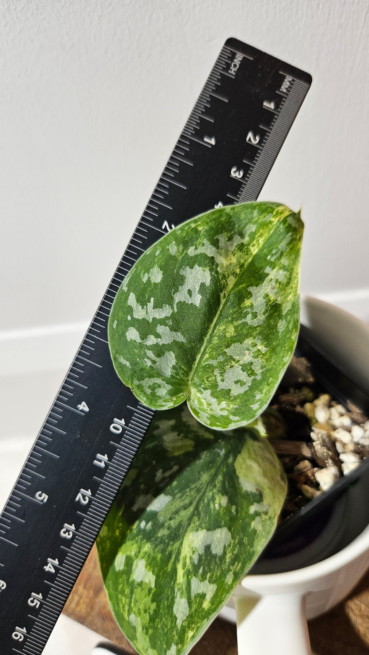 Scindapsus Argyraeus Permata (SCI-1347)