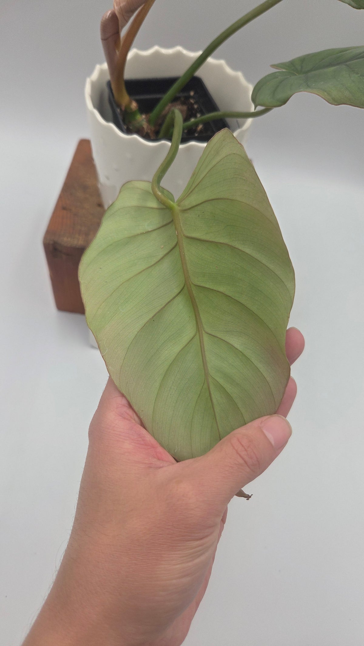 Philodendron Plowmanii X Mayoi (PHI-1093)