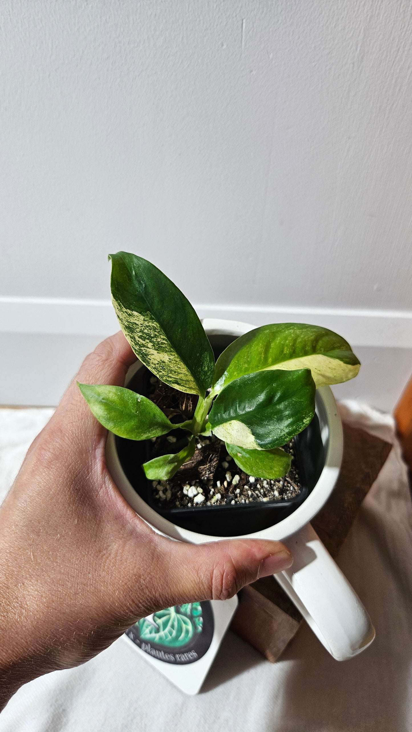 Rhaphidophora Puberula Variegata (AUT-081)