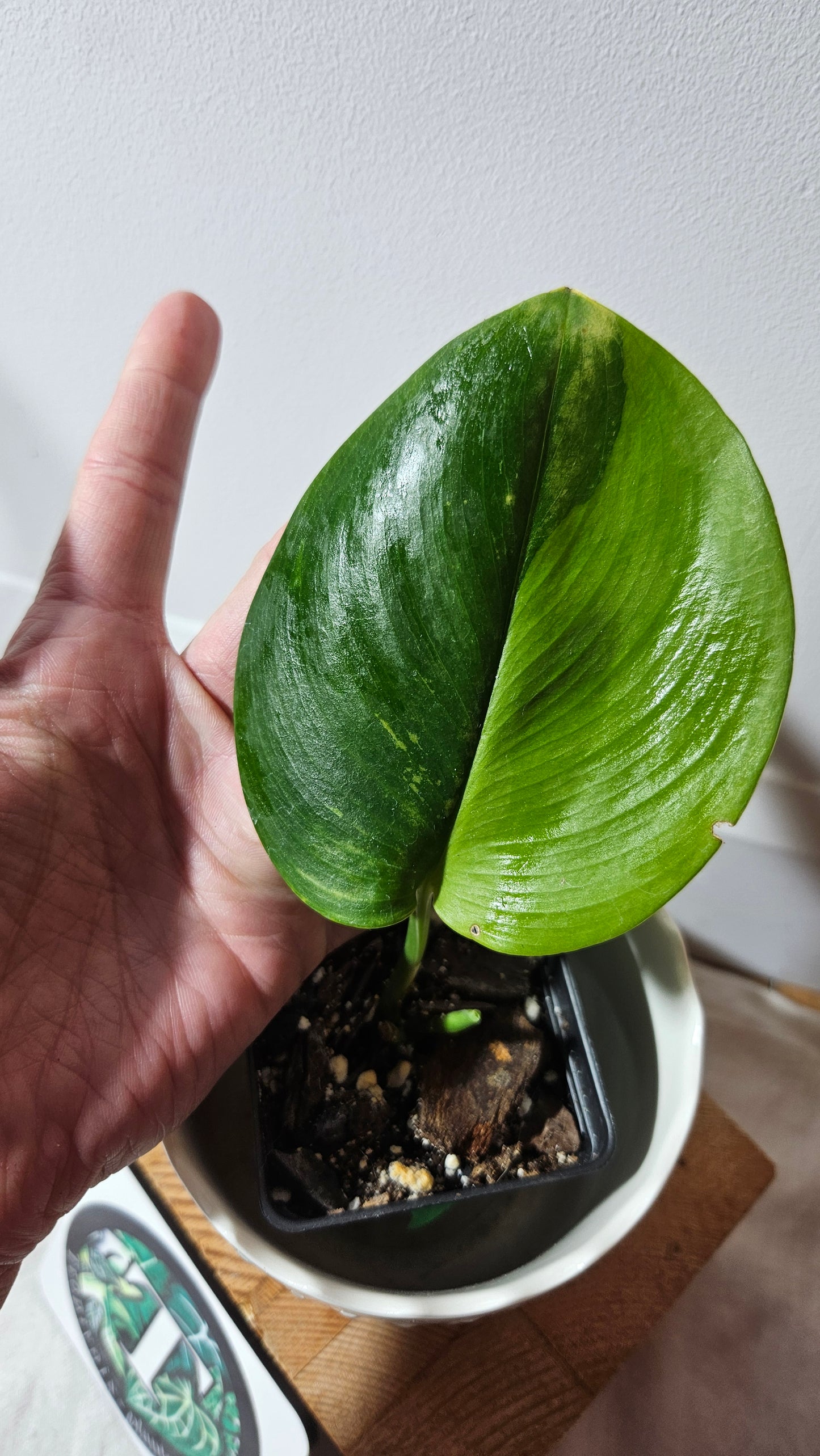 Scindapsus Treubii Bornéo "Green on green" (SCI-627)