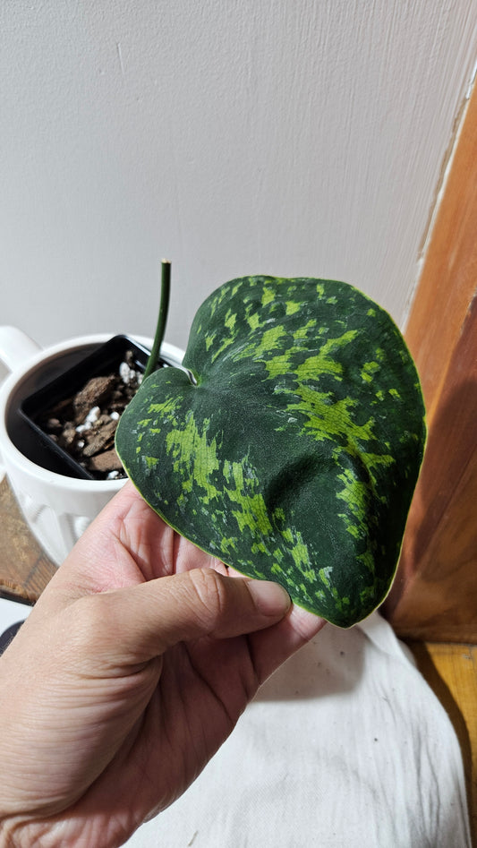 Scindapsus Macan (SCI-1267)