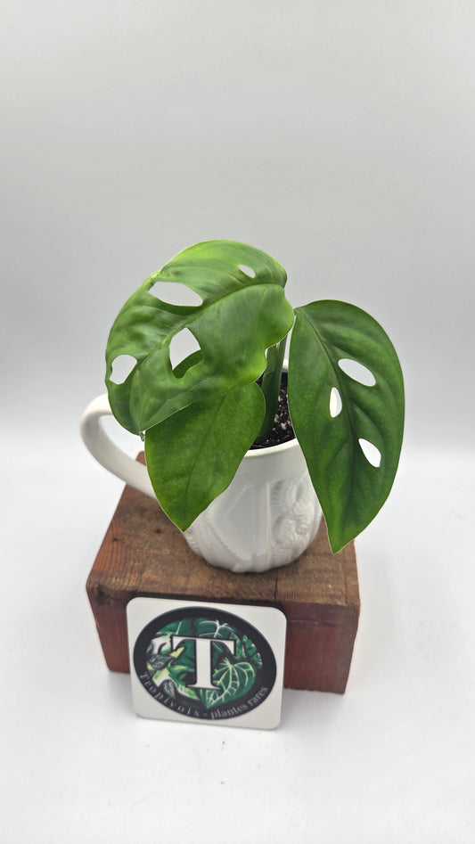 Monstera Esqueletto (MON-575)