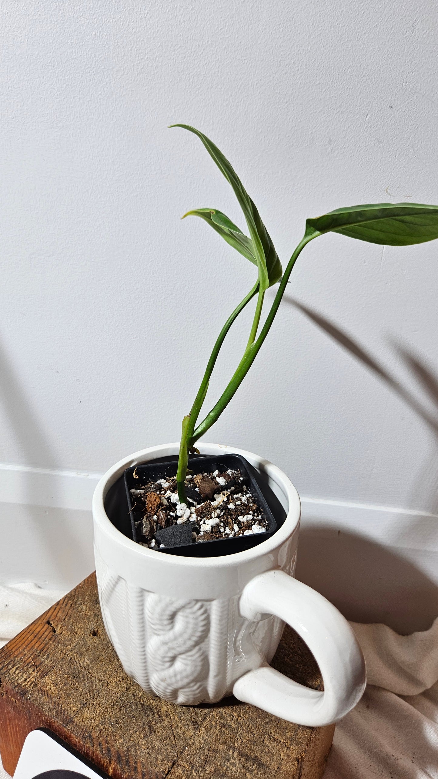 Monstera Lechleriana  (MON-228)