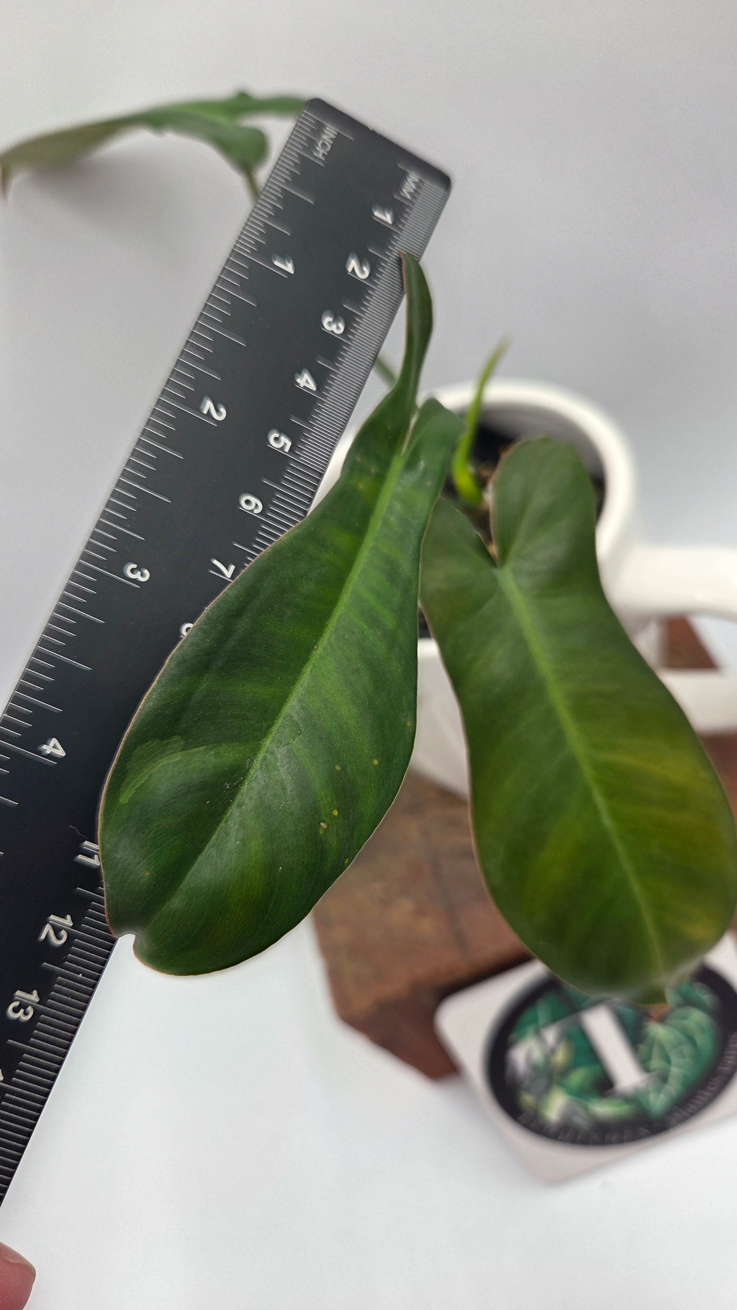Philodendron Paradise Beauty (FloridaBeautyXParaiso Verde)(PHI-1024)