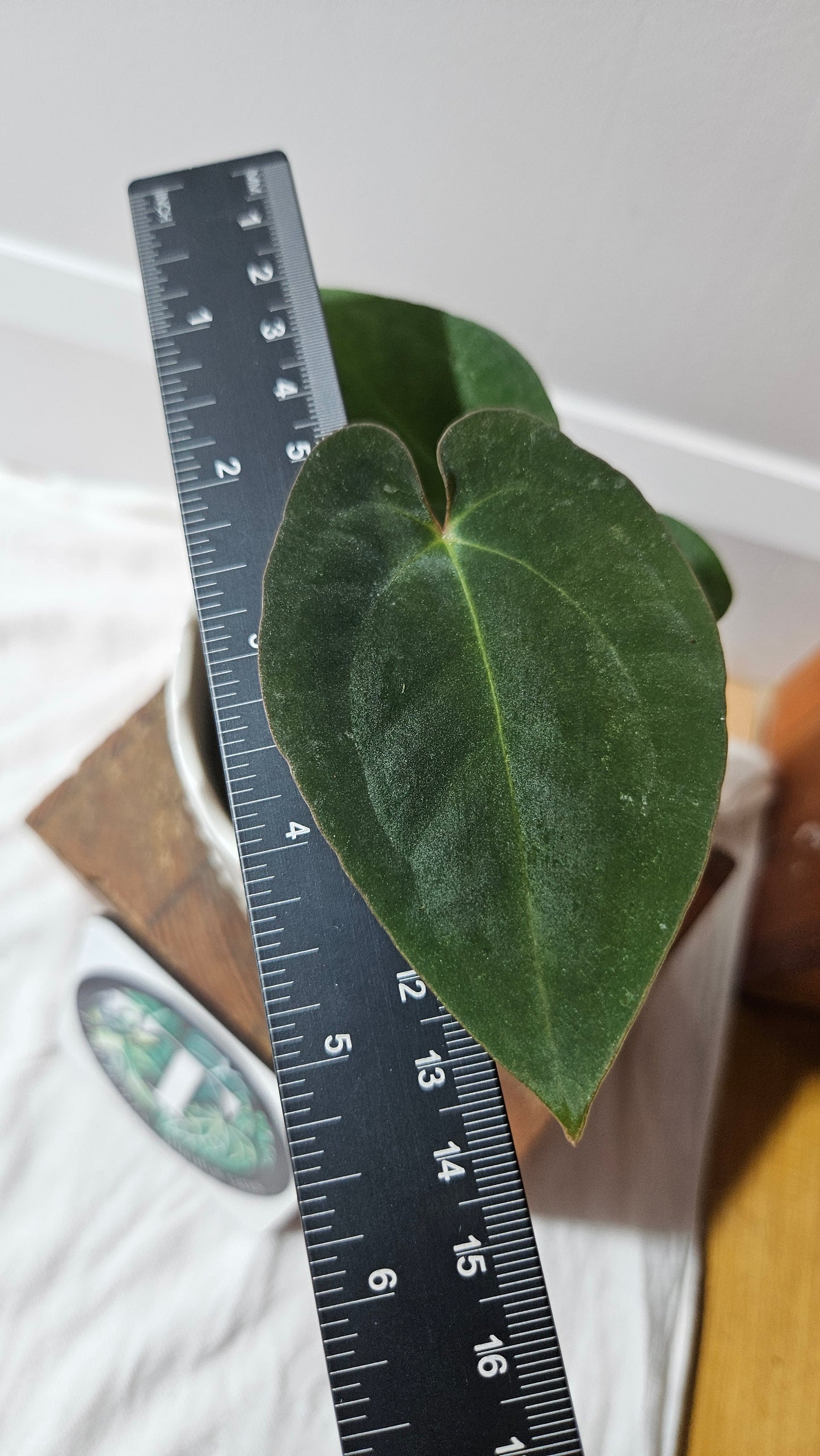 Anthurium  Papillilaminum X Black Velvet Panama "format PETIT" (ANT-613)