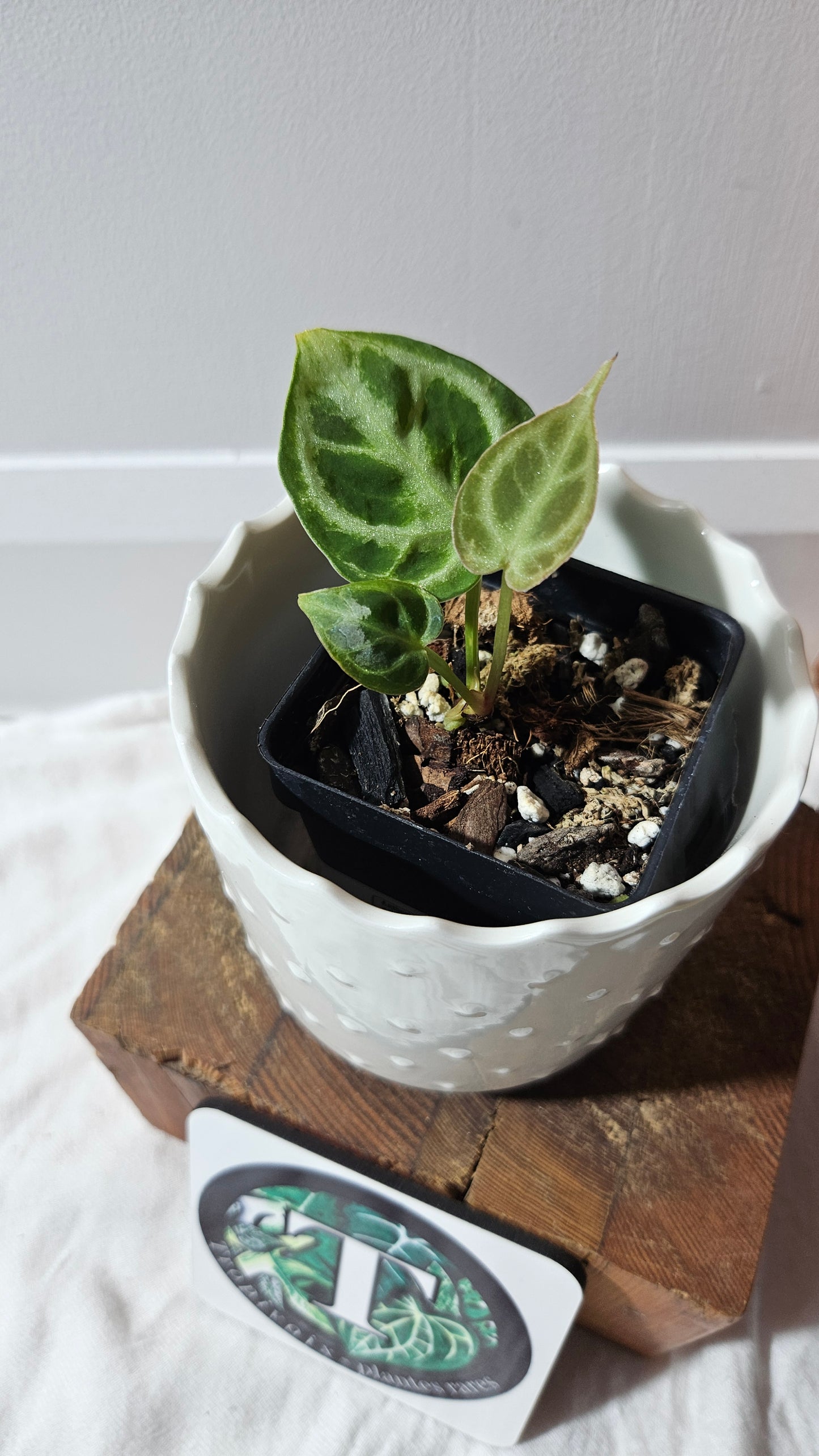 Anthurium Dorayaki Silver "format SEEDLING"( ANT-575)