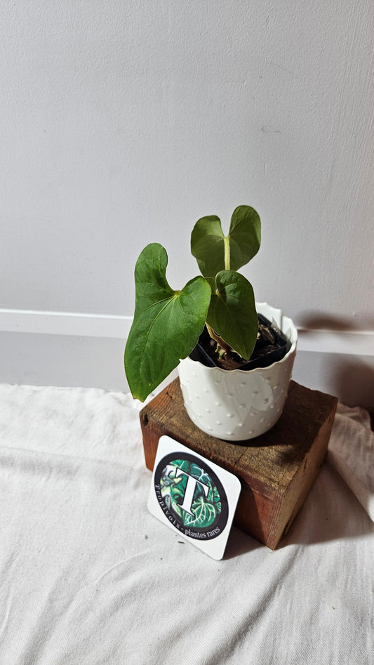 Anthurium  Tiwintza Aff Velvet "format MOYEN" (ANT-243)