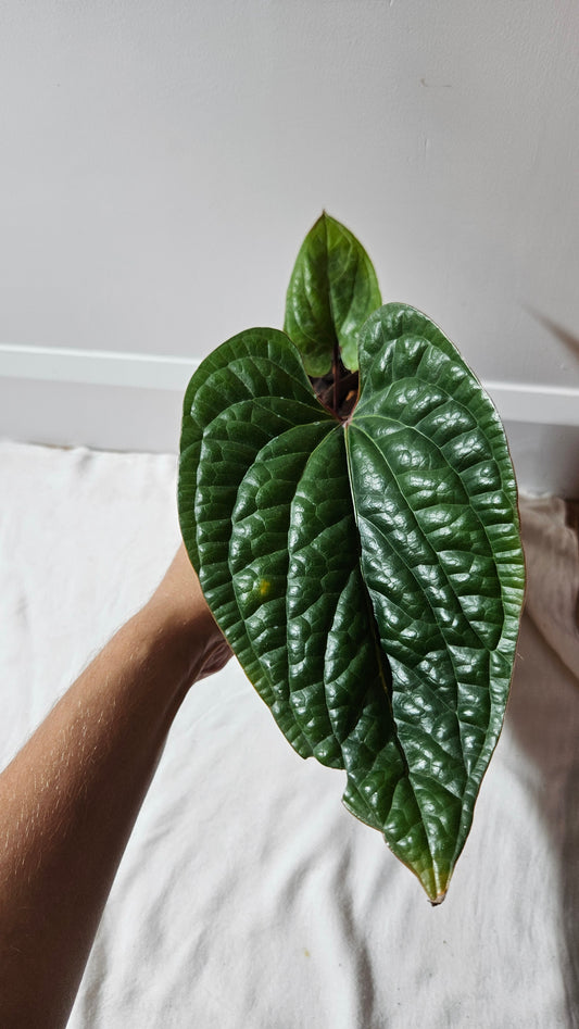 Anthurium Radican "format LARGE" (ANT-011)