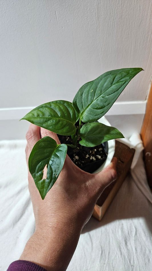 Monstera Obliqua Aff Esmeraldense Golden (MON-440)