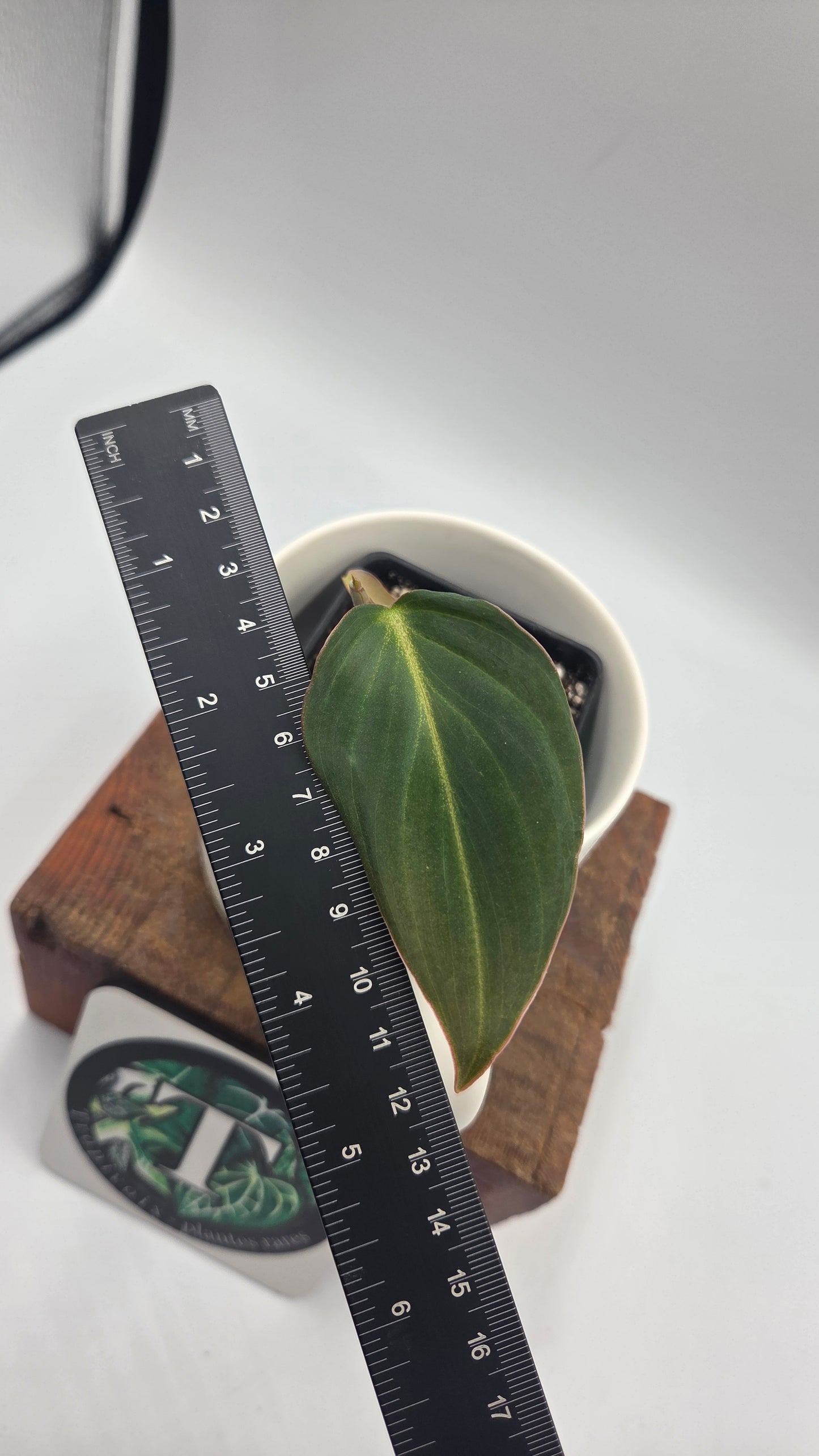Philodendron Glorious (PHI-1051)