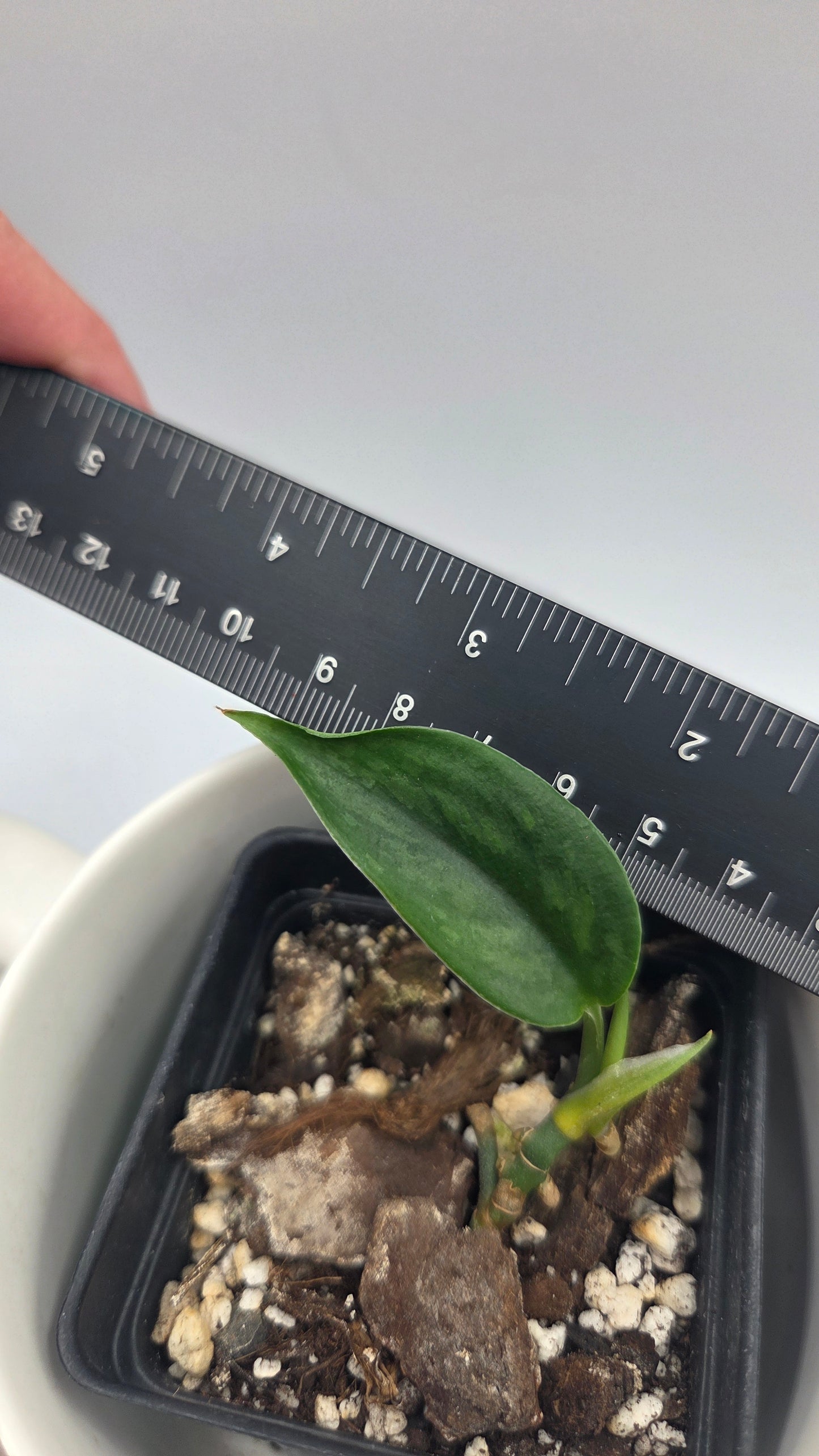 Scindapsus Spears (SCI-1489)