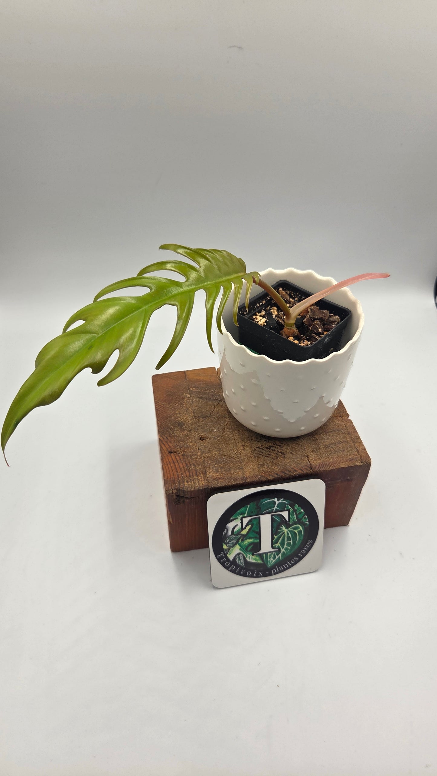 Philodendron Florida Beauty X Tortum REVERT(PHI-714)