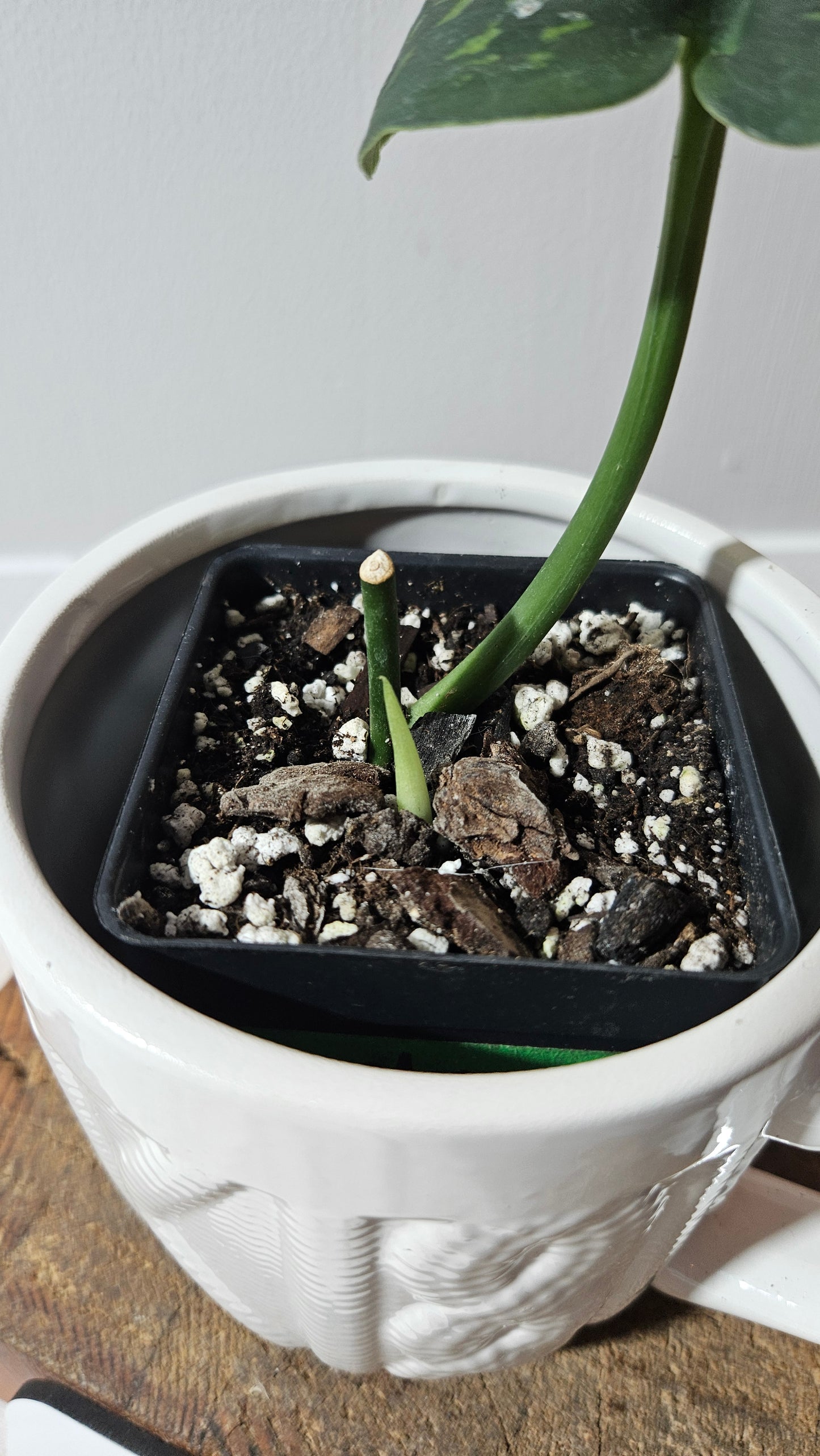 Scindapsus Macan (SCI-1283)