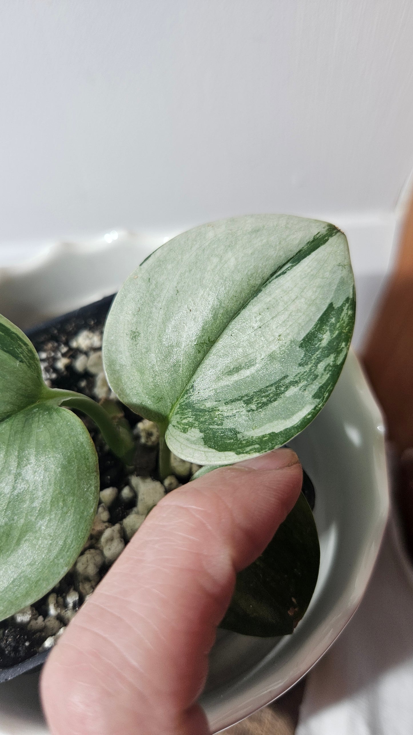 Scindapsus Treubii Moonlight Tricolore (SCI-962)