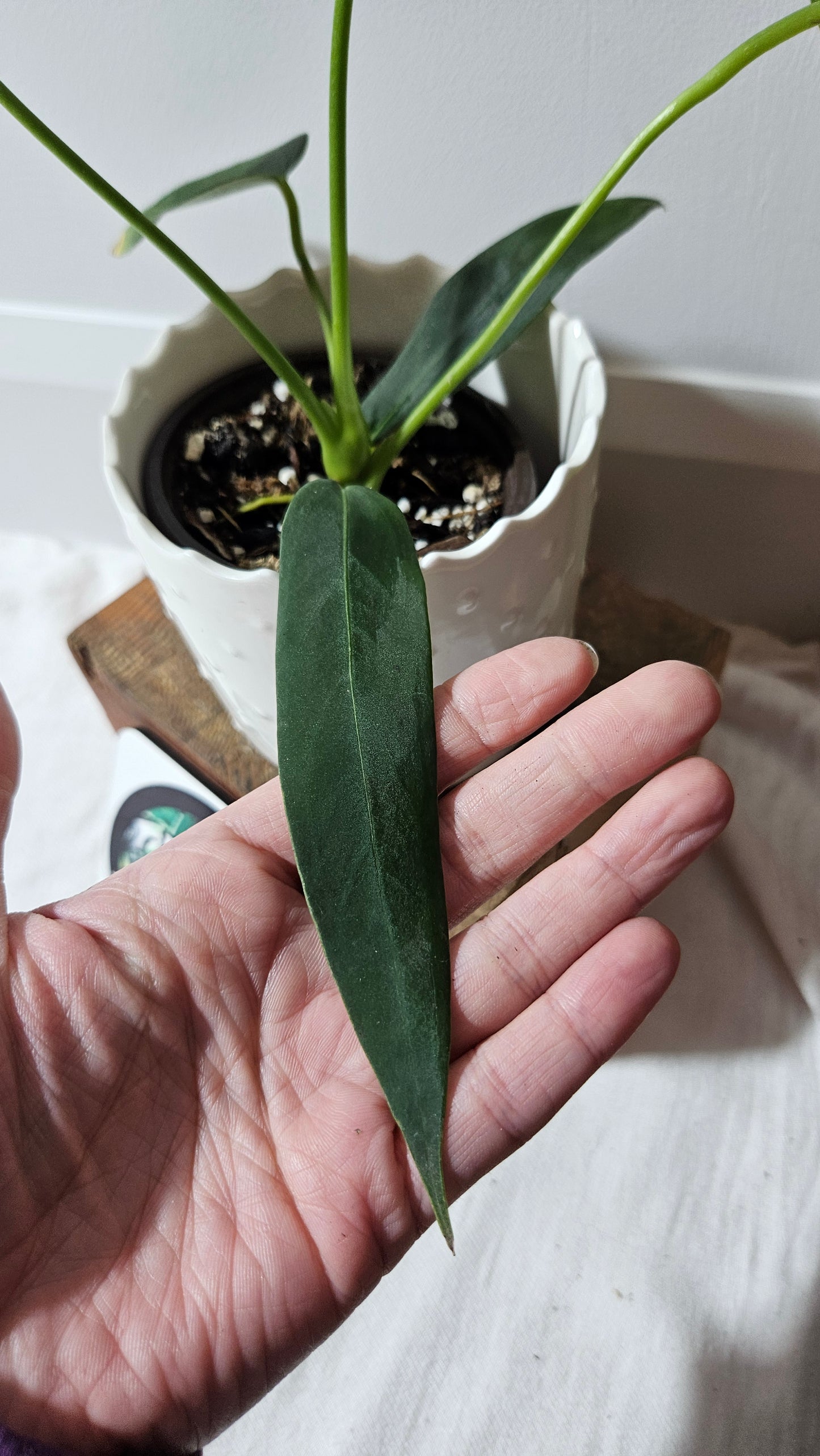 Anthurium Cirinoi aff Black Velvet "format MOYEN"(ANT-485)