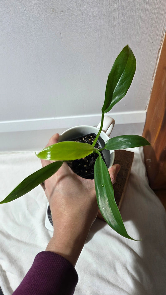 Philodendron Tripartitum (PHI-972)