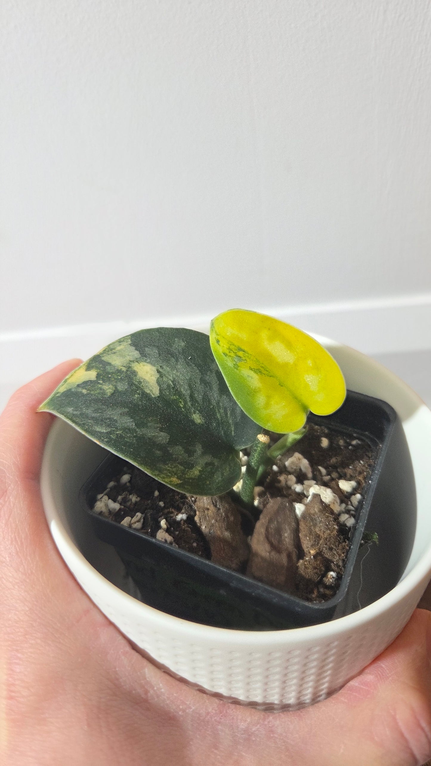 Scindapsus Green Diamond (SCI-1261)